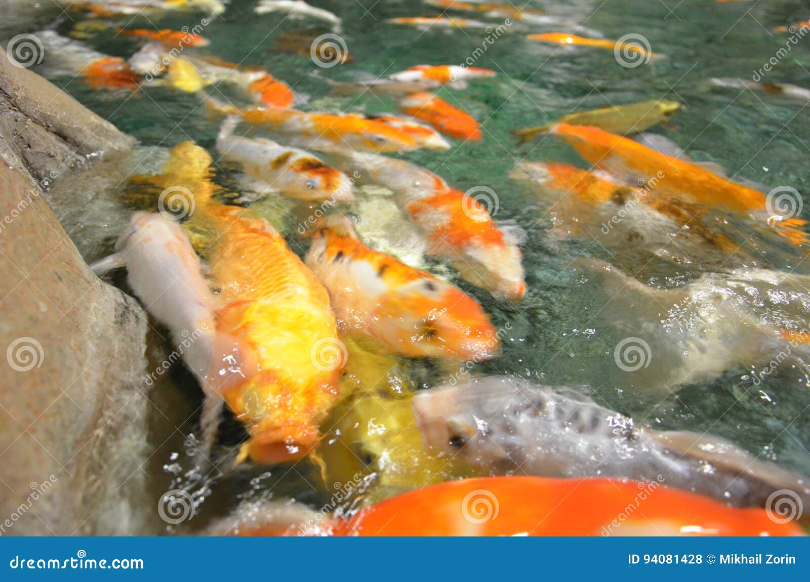 Schwimmen Fantastischer Karpfen Oder KoiFische in Teich Stockfoto