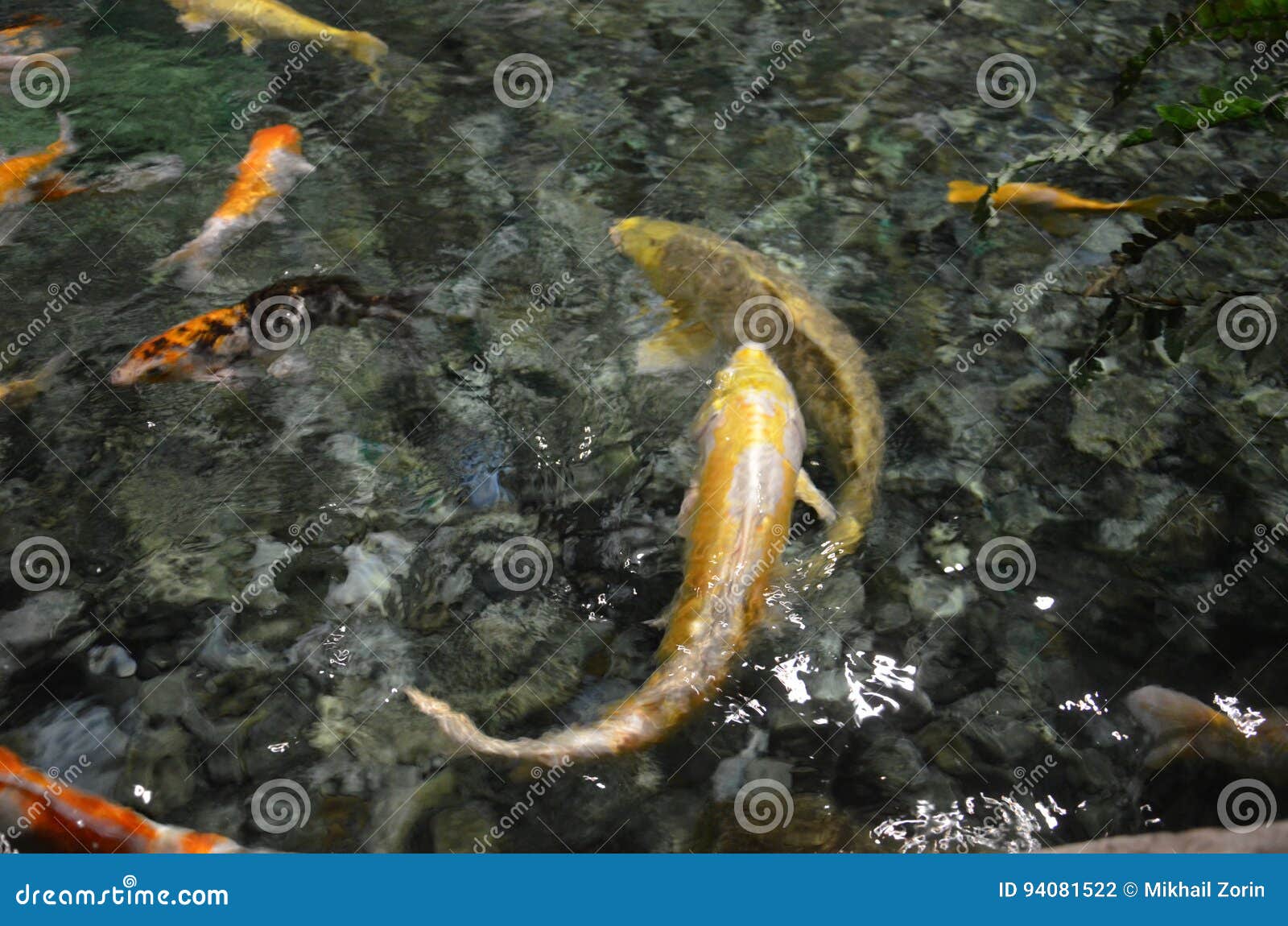 Schwimmen Fantastischer Karpfen Oder KoiFische in Teich Stockfoto