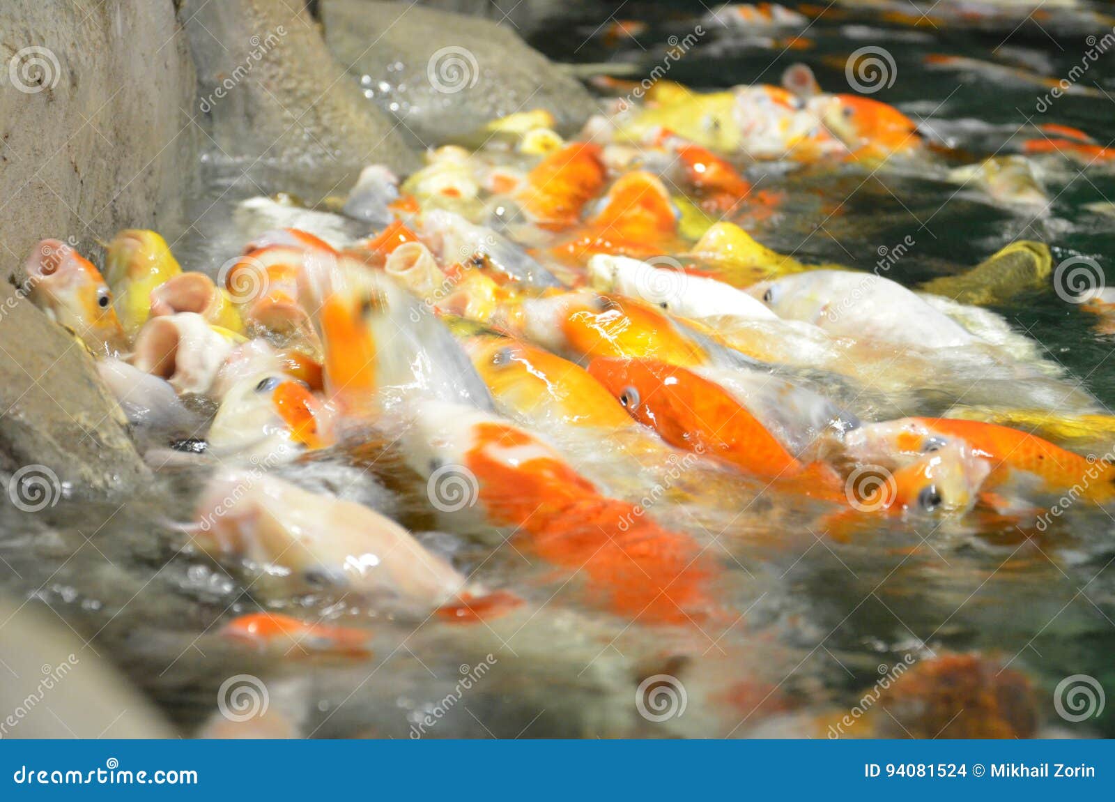 Schwimmen Fantastischer Karpfen Oder KoiFische in Teich Stockfoto