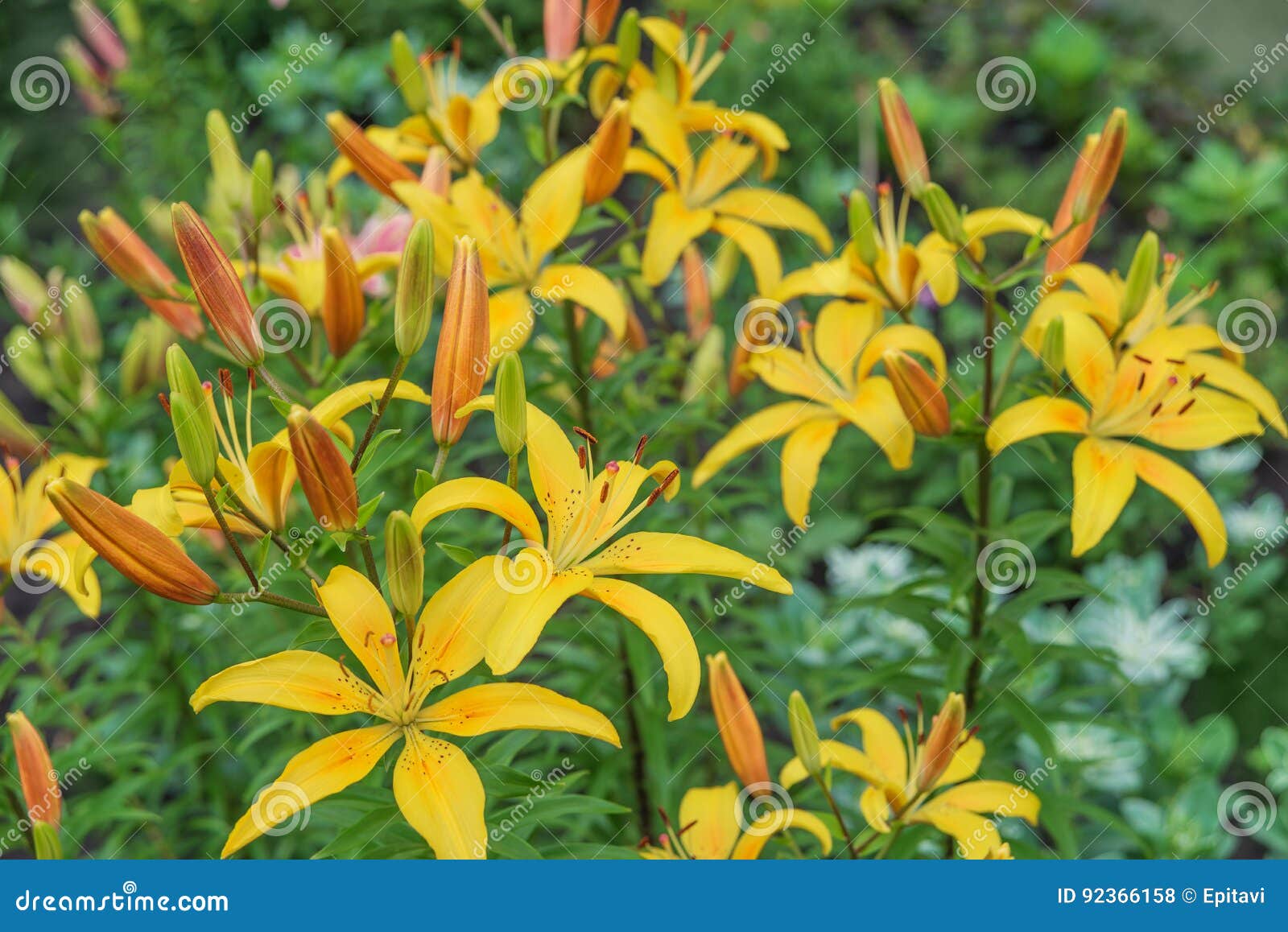 Schöne gelbe Lilien stockfoto. Bild von hell, blumen 92366158