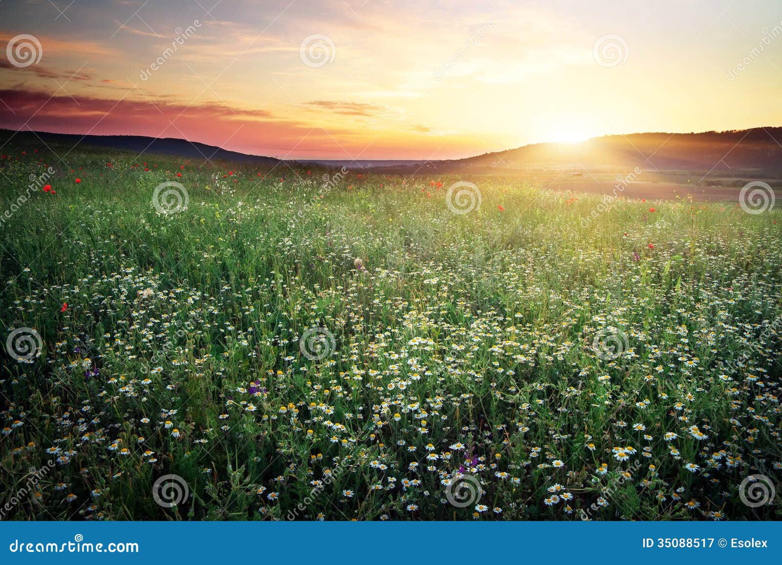 Schöne Landschaft mit Sonnenunterganghimmel und -feld. Zusammensetzung der Natur.