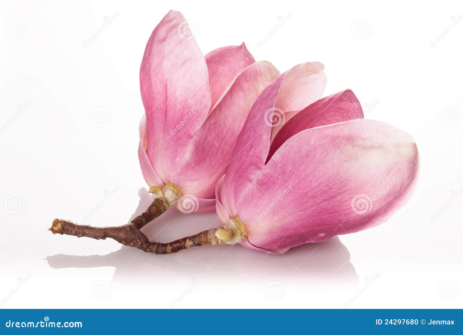 Schöne Magnolie auf weißem Hintergrund