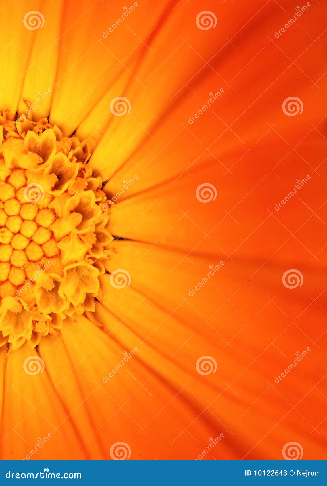 Schöne orange Blume. Abbildung einer schönen orange Blume