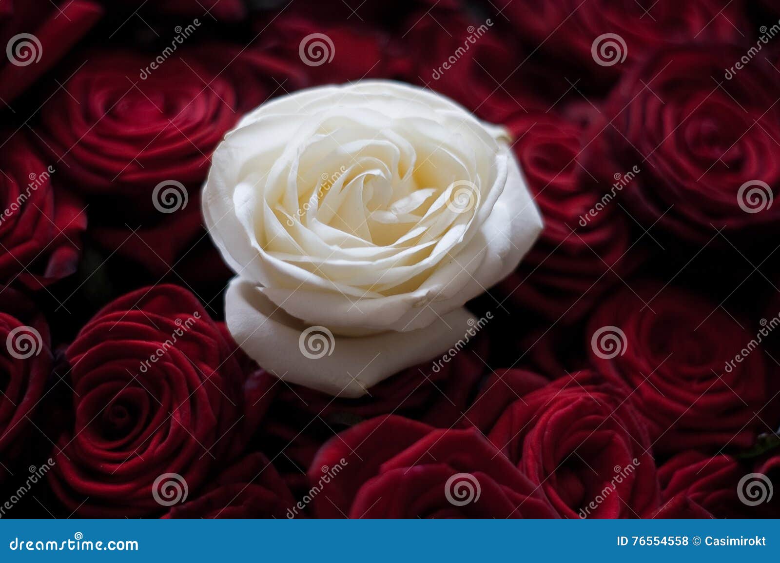 Schöne Weiße Rose Unter Roten Rosen Stockfoto - Bild von dekorativ