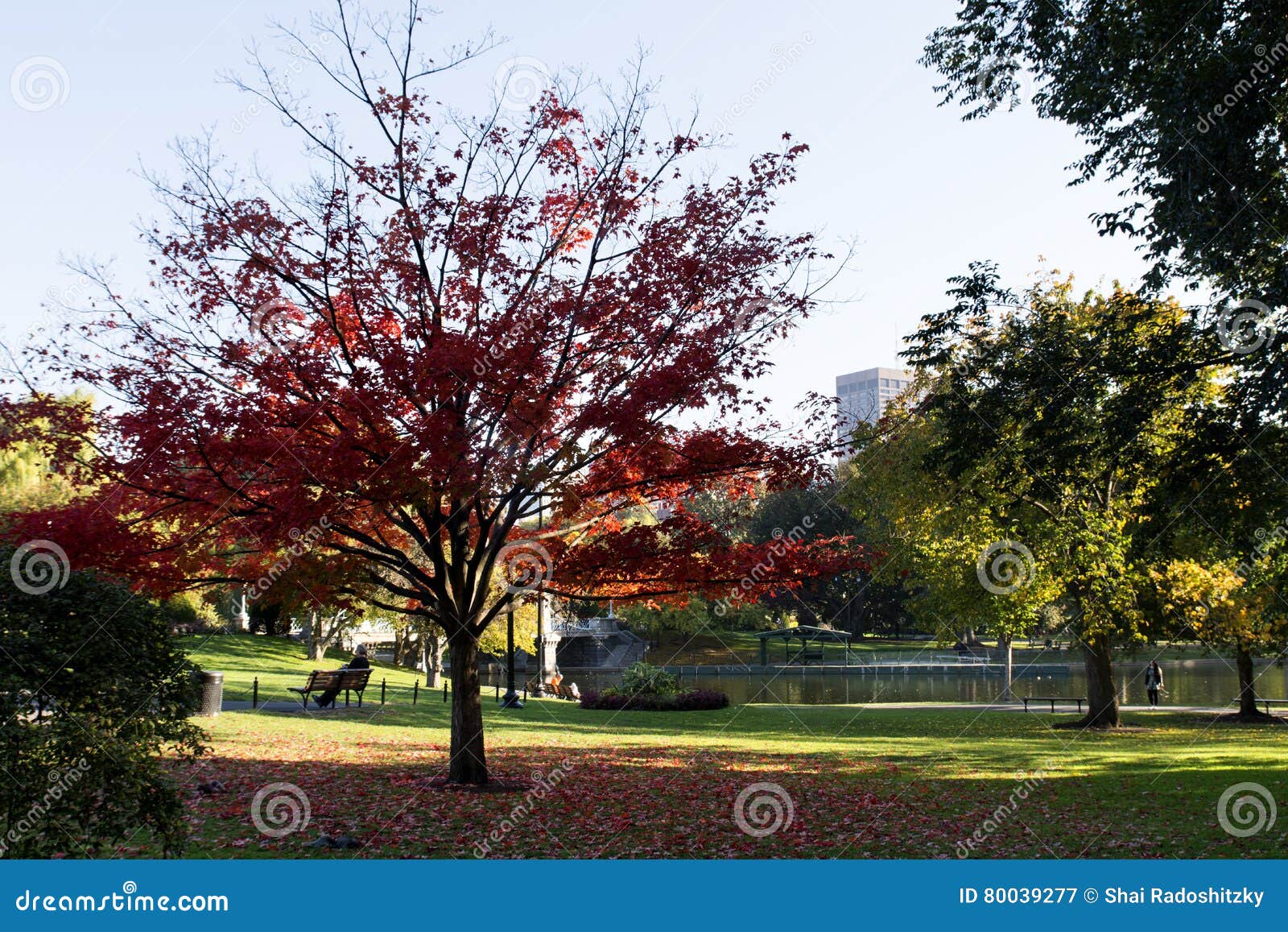 Schöner Baum Mit Roten Blättern Stockbild Bild von zweig, blatt 80039277