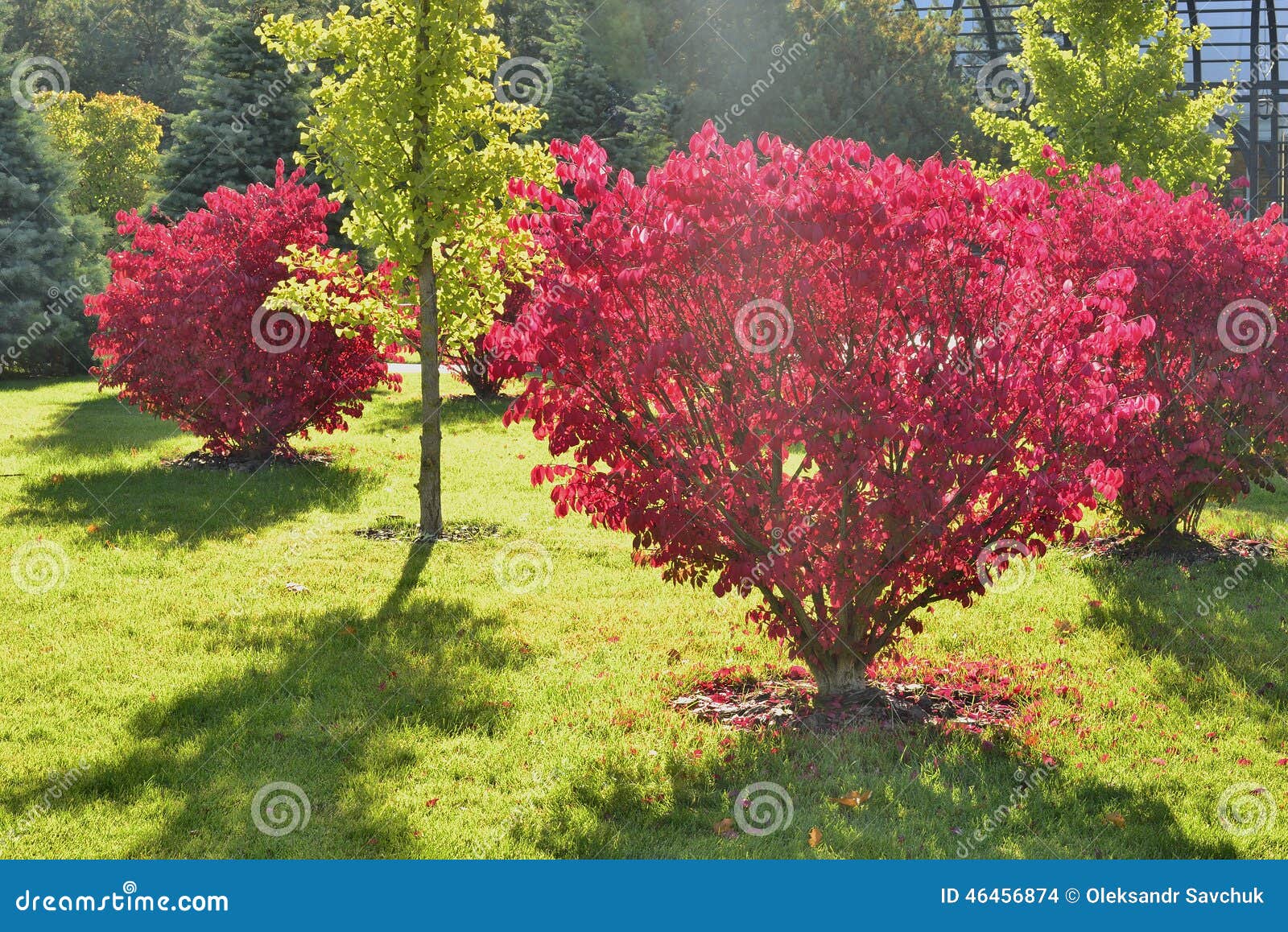 Schöner Busch Im Herbstpark Stockfoto - Bild von schön, gras: 46456874