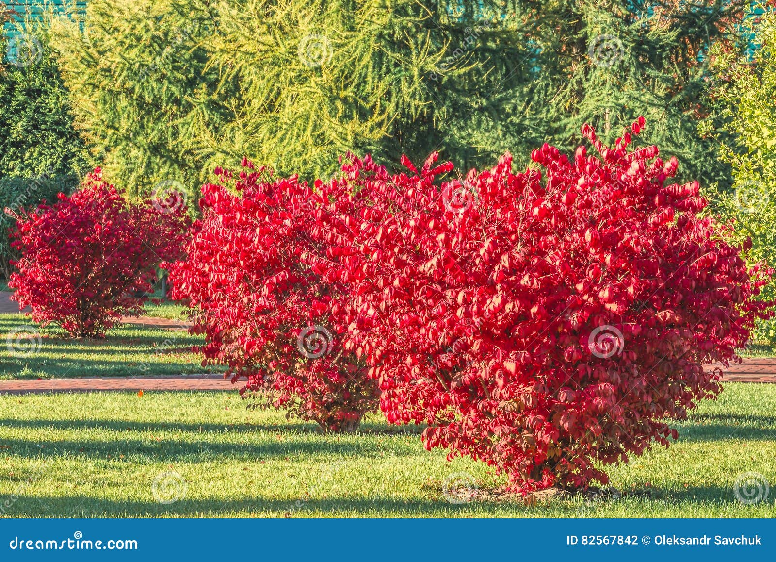 Schöner Busch Im Herbstpark Stockfoto - Bild von vegetation, gras: 82567842