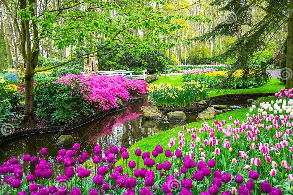 Schöner Frühling Blüht Nahe Teich in KeukenhofPark in Den Niederlanden