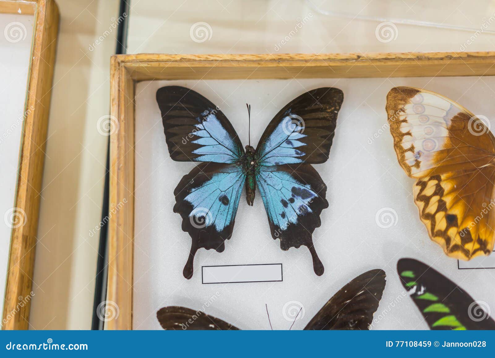 Schöner Schmetterling Im Rahmen Stockbild - Bild von flugwesen, zeichen