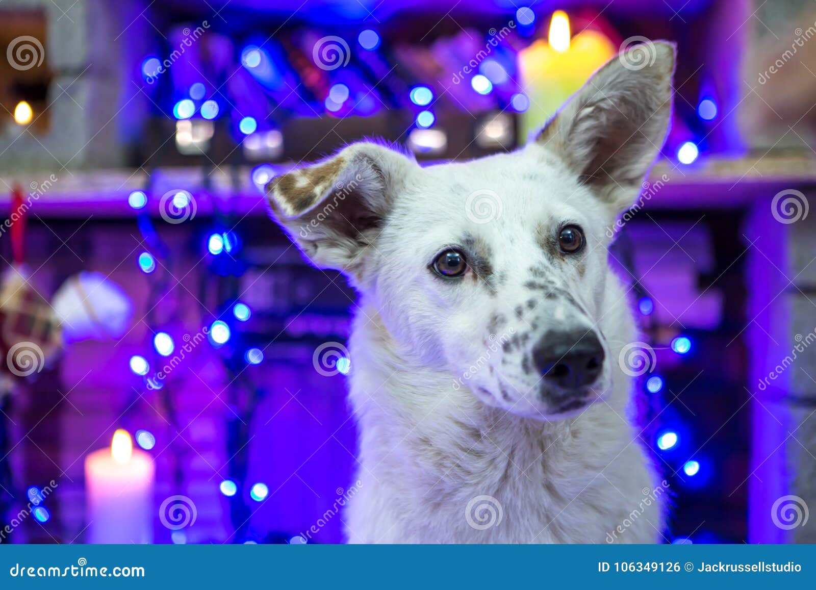 Schöner weißer Hund Das Schätzchen und Mutter, die den des Weihnachtsmanns Hut tragen, spielen zusammen Glückliches neues Jahr und frohe Weihnachten Lustiges Foto