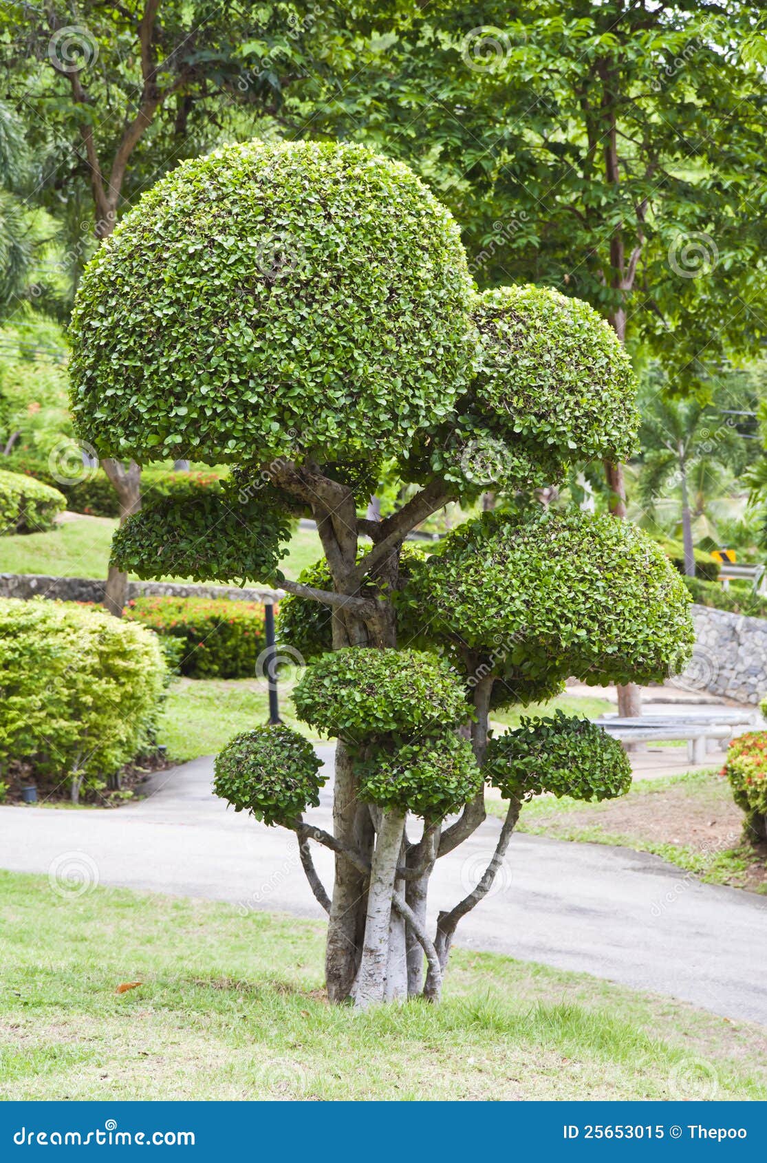 Schöner Zwergartiger Baum Im Garten. Stockbild Bild von laub, busch