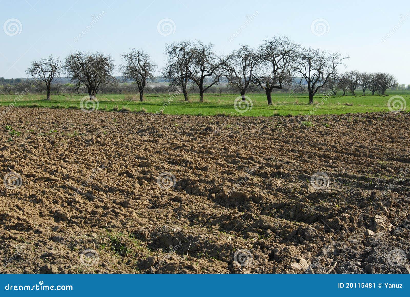 Schönes Frühlingsfeld, grüne Landschaft