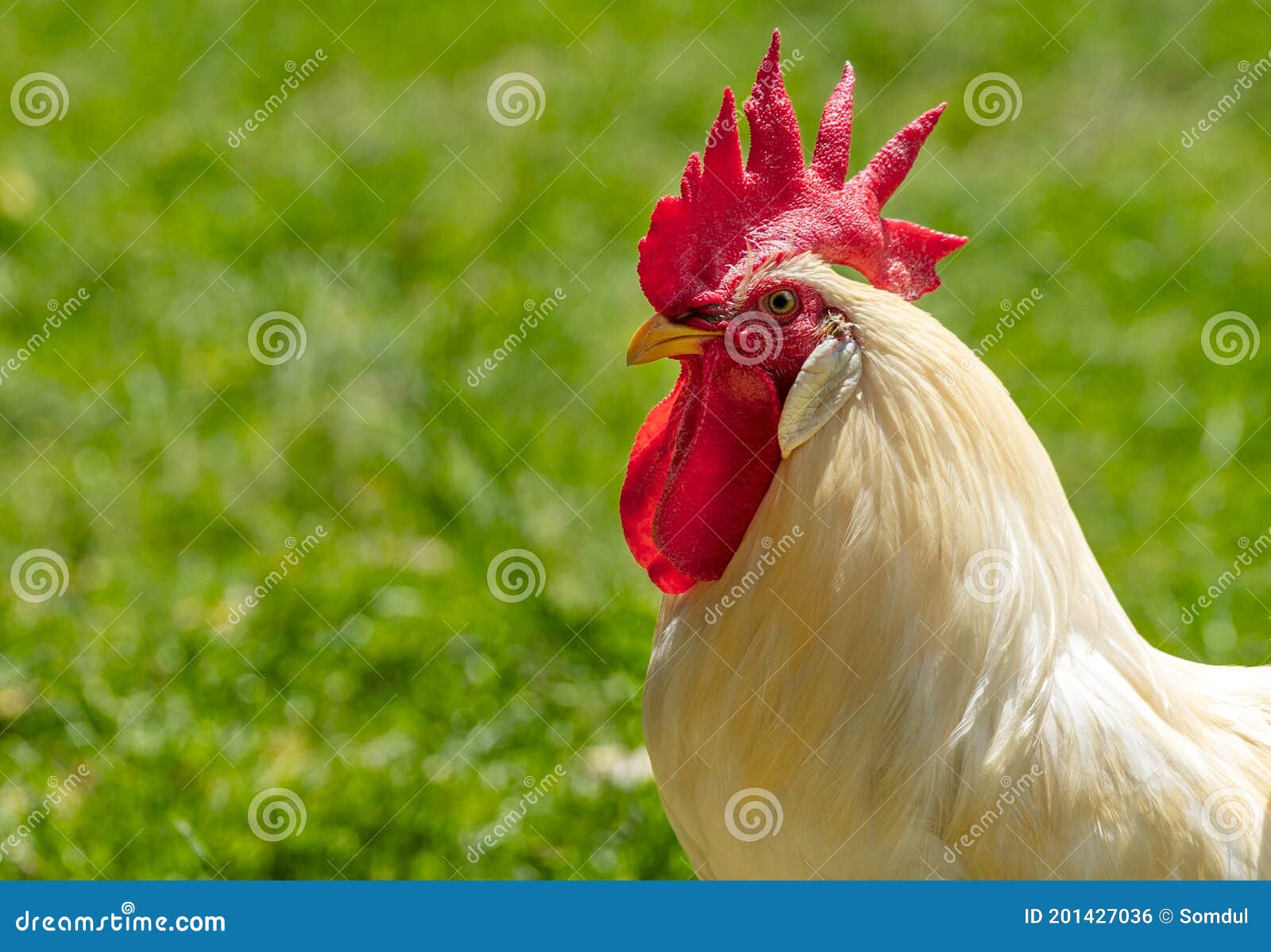 Schönes Huhn Brahma Hahn Große Weiße Hühner Des Portraits Brahma