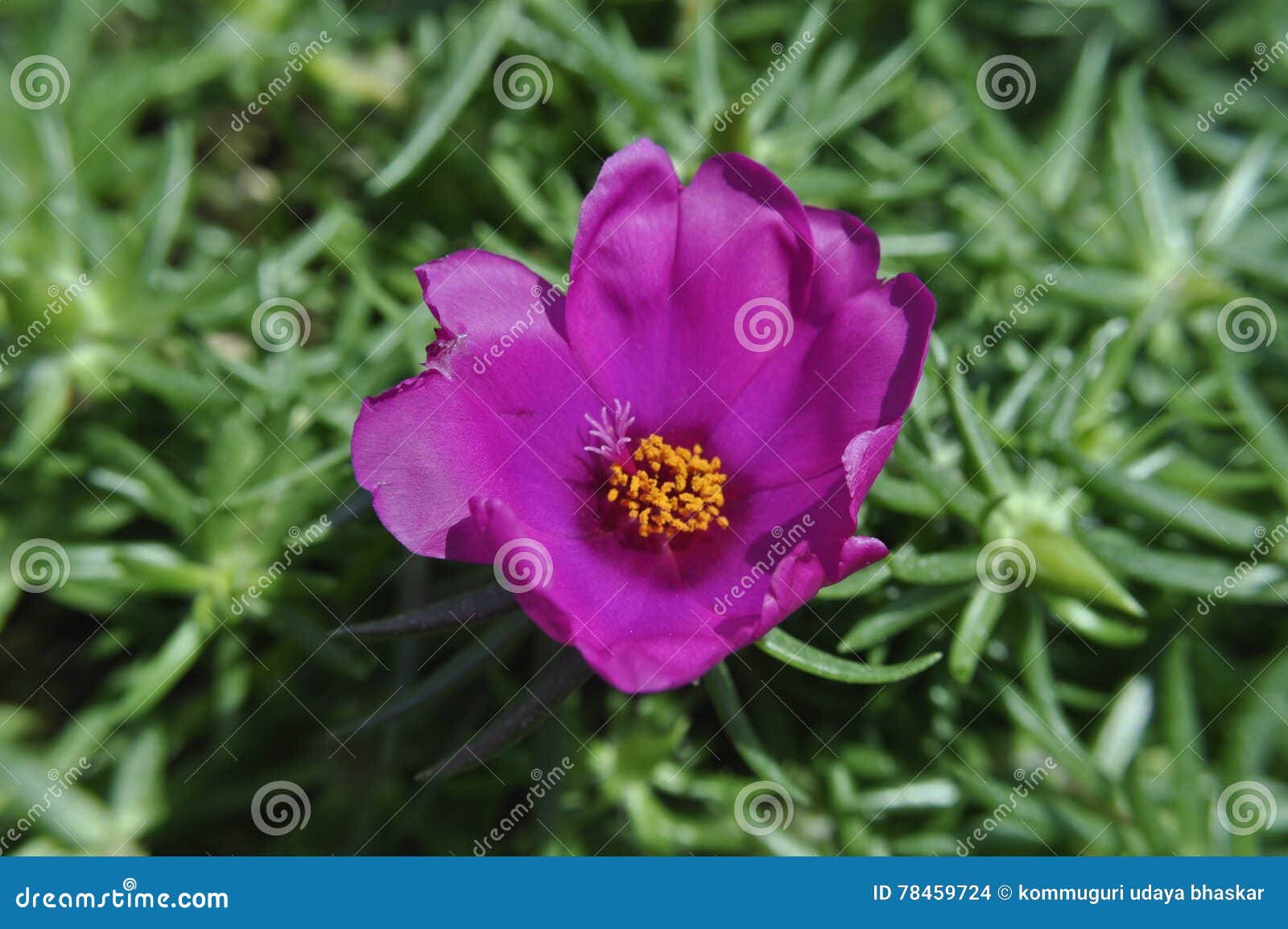 Schönheit der frischen Blumen des Naturgrünblatt-Extremabschlusses oben. Beauti der Natur