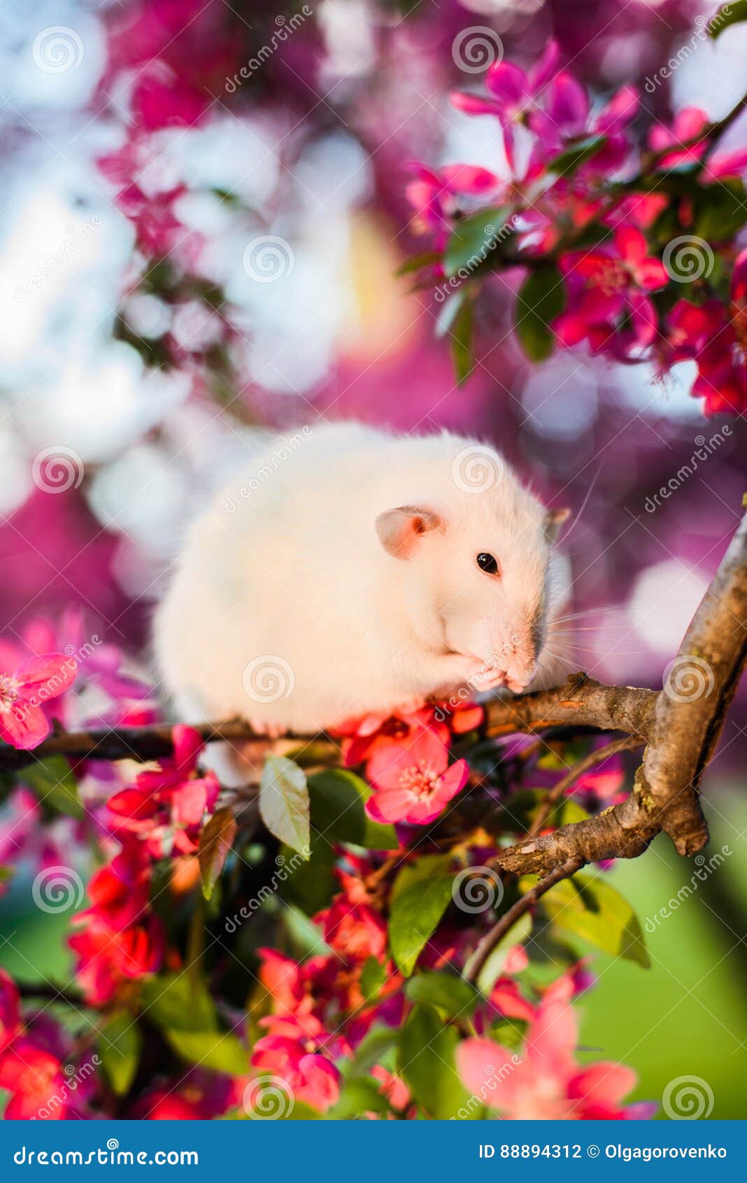 Schüchterne fantastische Ratte, die in der Blüte des rosafarbenen Apfels sich wäscht sitzt. Schüchterne fantastische Ratte, die in der herrlichen Frühlingsapfelblüte bei dem Sonnenuntergang sich wäscht sitzt