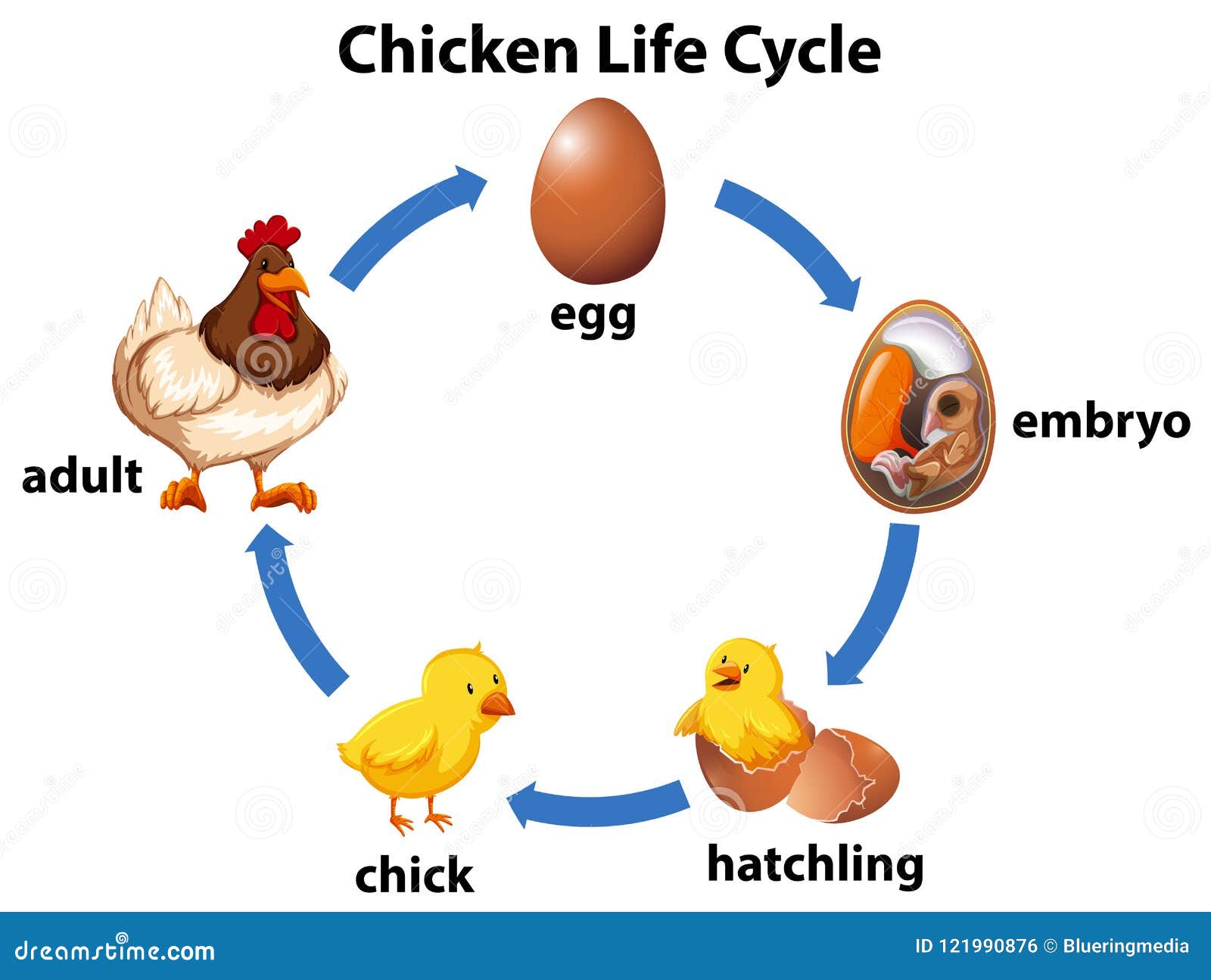 science-chicken-life-cycle-stock-vector-illustration-of-chook-121990876