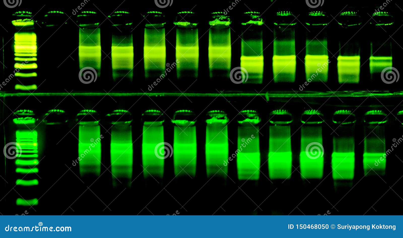 The Science DNA Analysis by PCR-RFLP of Apis Mellifera by Gel  Electrophoresis, PCR Band of Honey Bees, DNA Sequencing Technique. Stock  Photo - Image of health, apis: 150468050