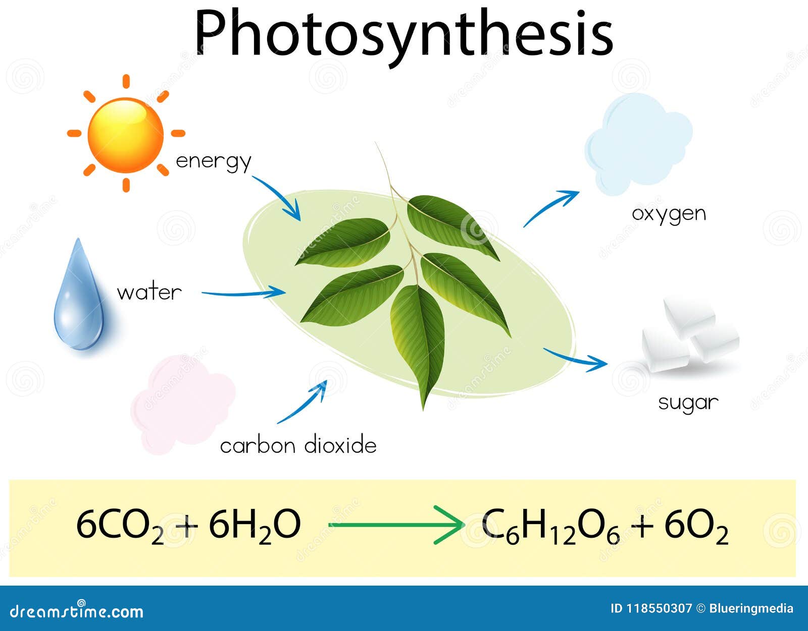 Best Photosynthesis Diagram Illustrations Royaltyfree