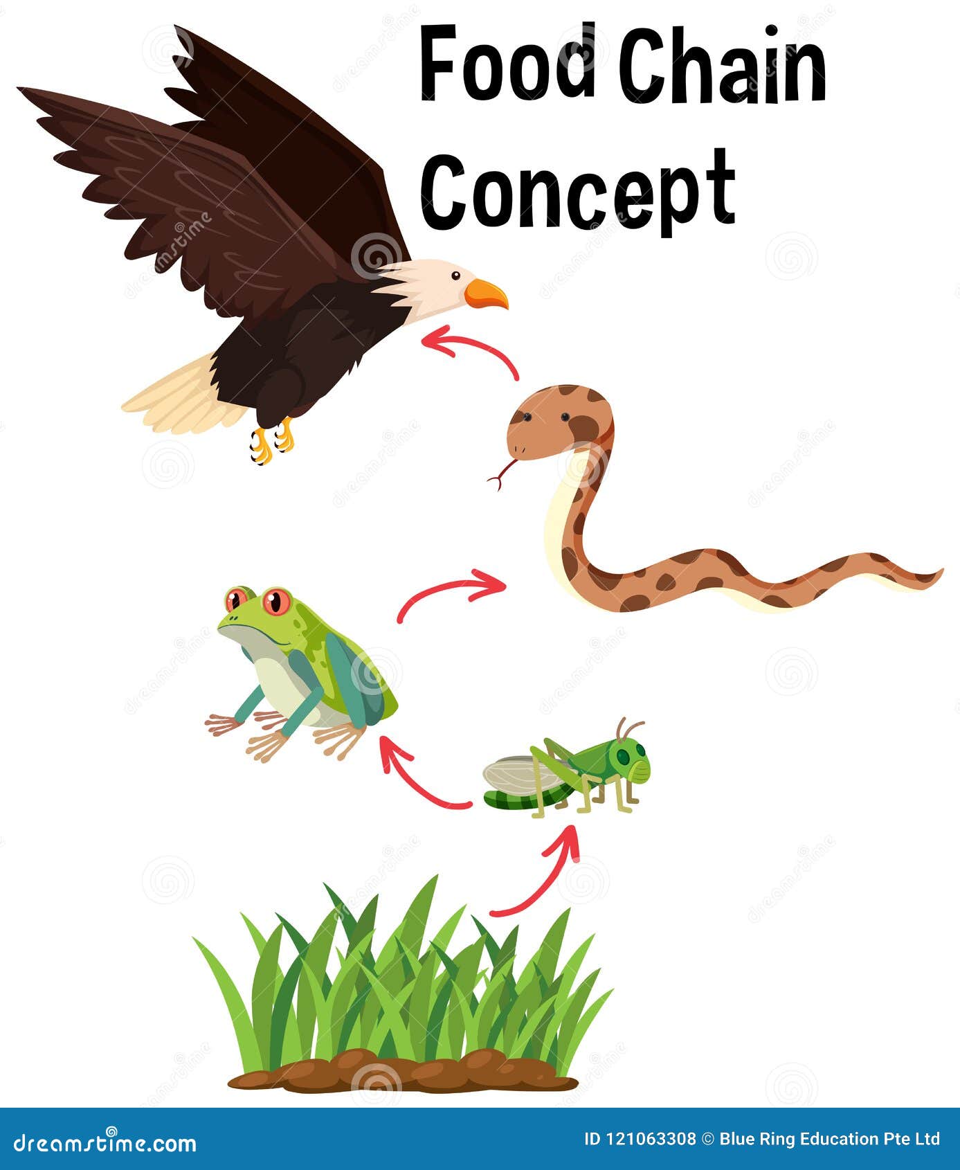 Science Food Chain Concept stock vector. Illustration of concept ... Biology Diagrams