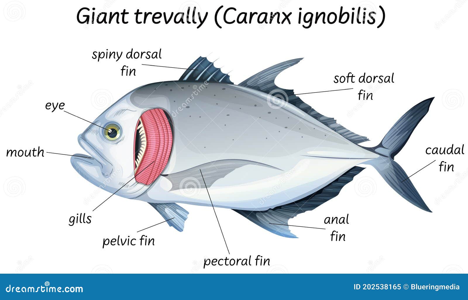 Fish Internal Organs Vector Art Diagram Anatomy Without Labels