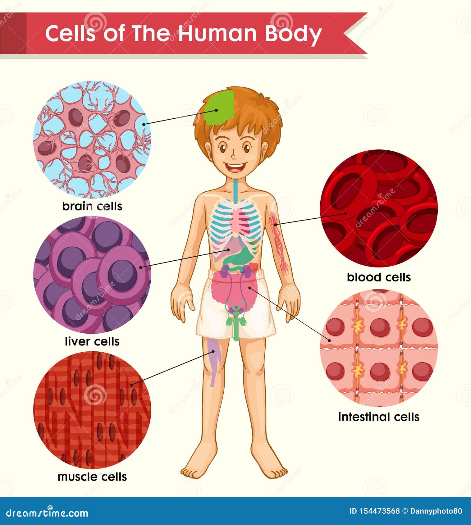 Types Of Muscle Tissue Cartoon Vector | CartoonDealer.com #29004565