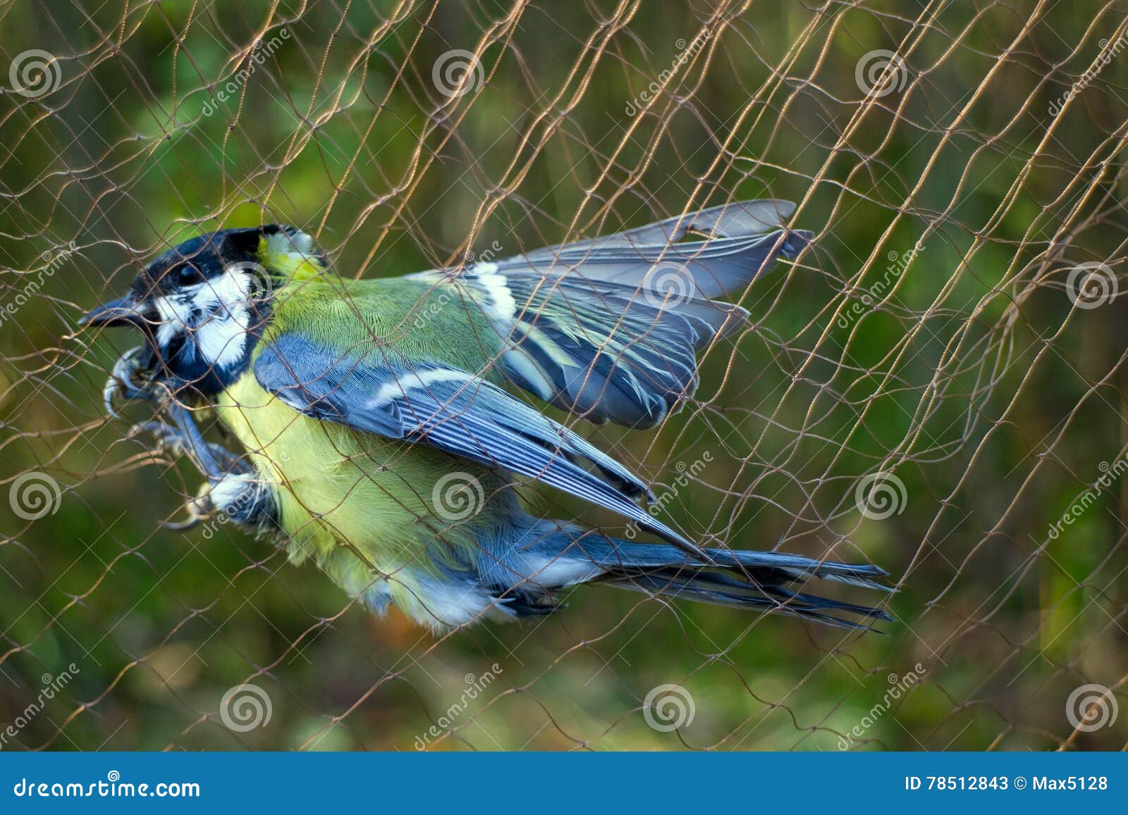 Scientific Studies of Bird Migration 1. Ornithologists Catch Birds