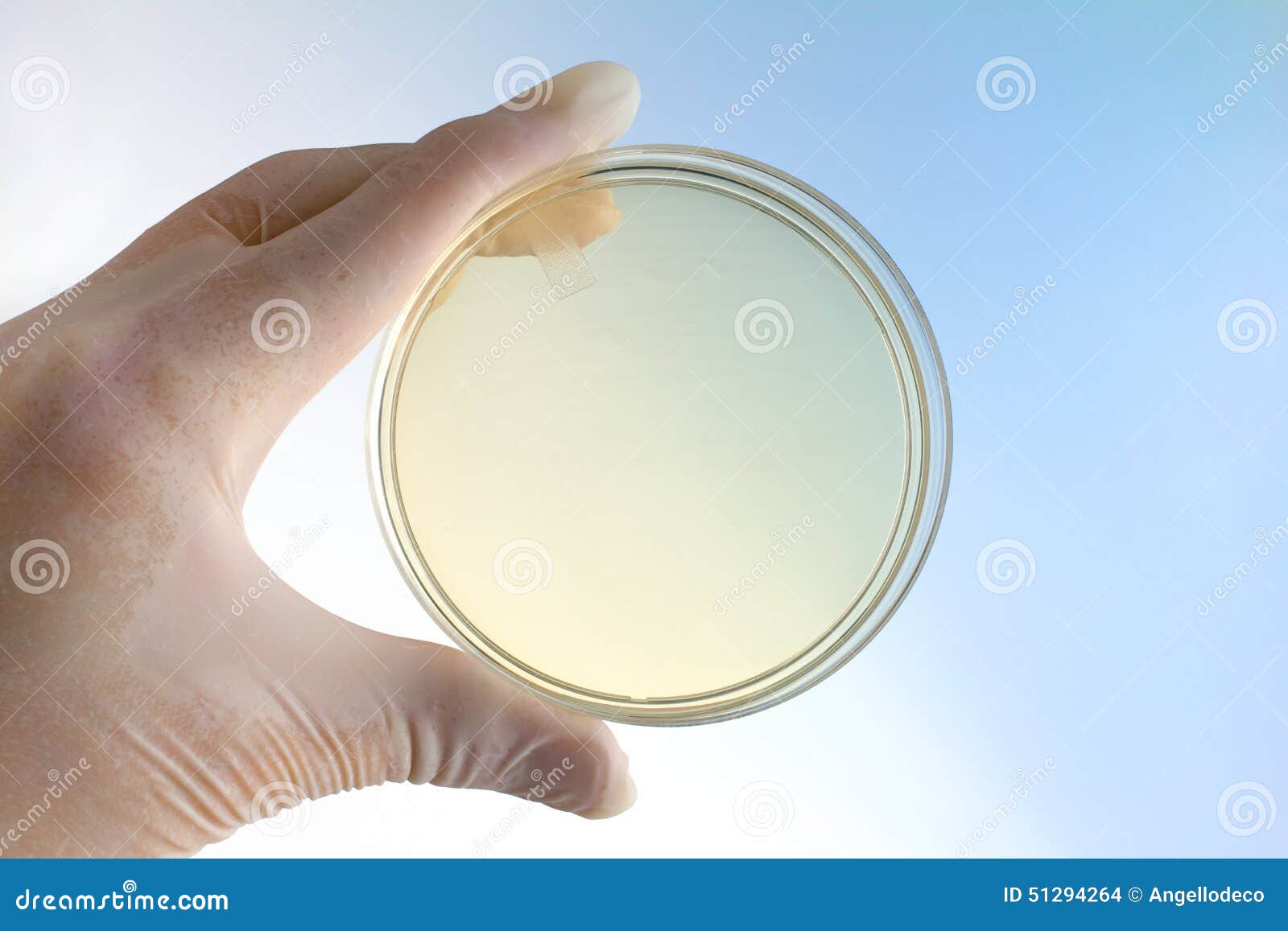 Scientist with a Hand Holding a Petri Dish Stock Photo Image of