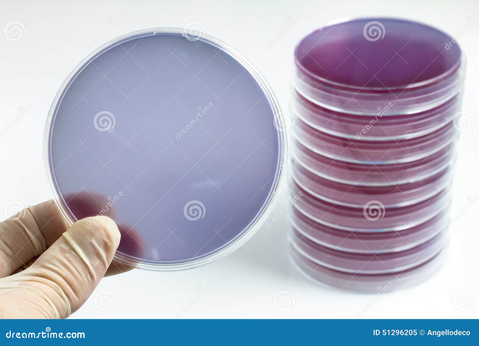 Scientist Holding a Petri Dish Stock Image Image of hand, cell 51296205