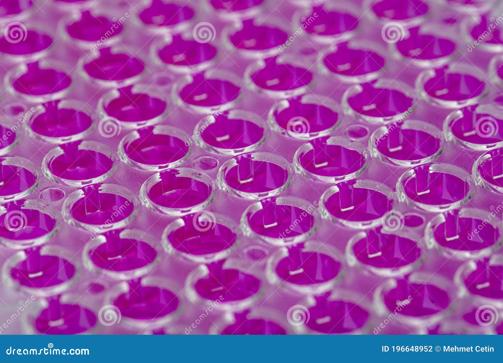 scientist holding a 96 well plate with samples for biological analysis / researcher pipetting samples of liquids in microplate for