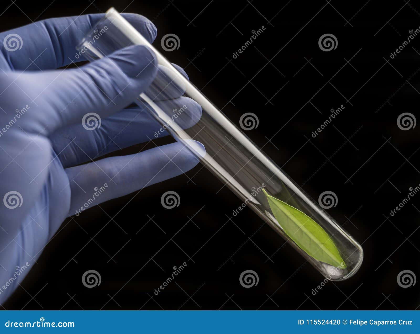 Scientist Holds a Test Tube with a Green Leaf Inside Stock Photo