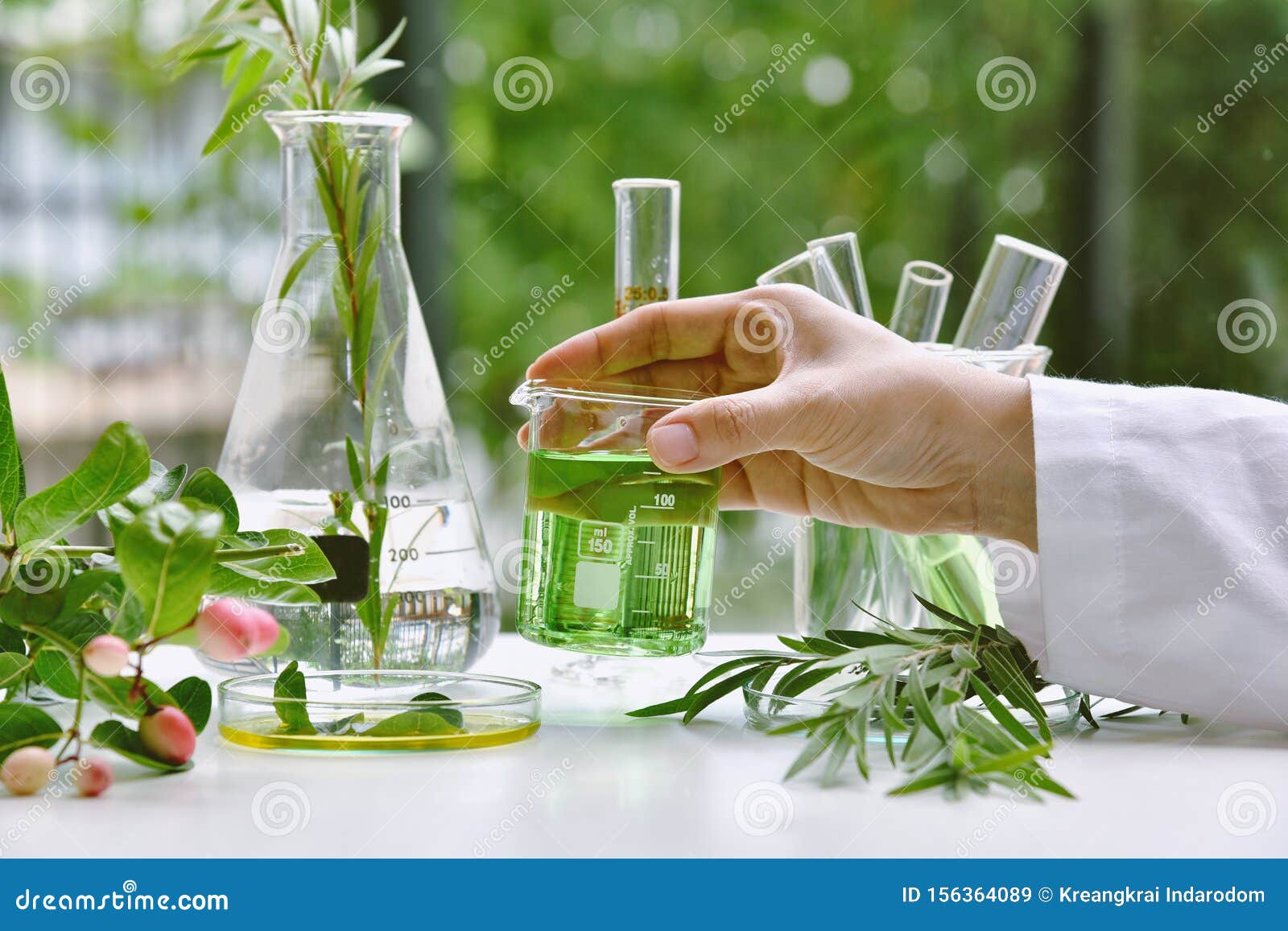 scientist with natural drug research, natural organic and scientific extraction in glassware, alternative green herb medicine.