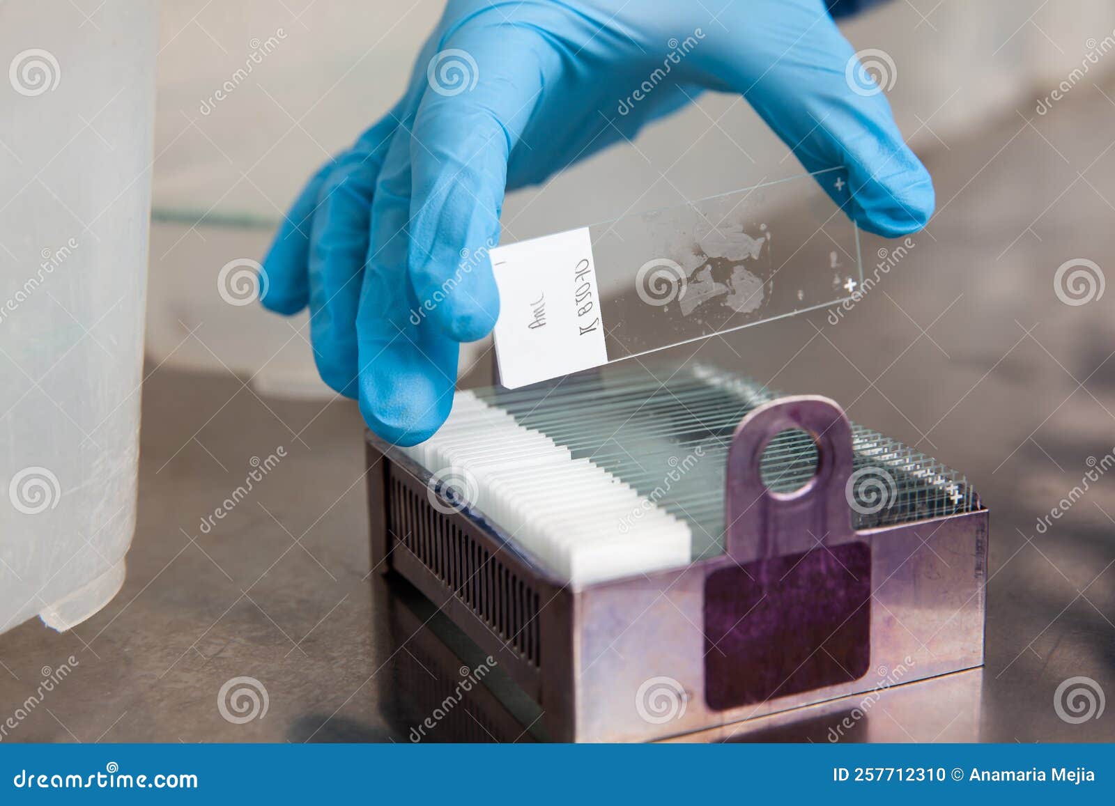 scientist placing slides with paraffin embedded tissue samples into a slide staining rack. fluorescent immunohistochemistry