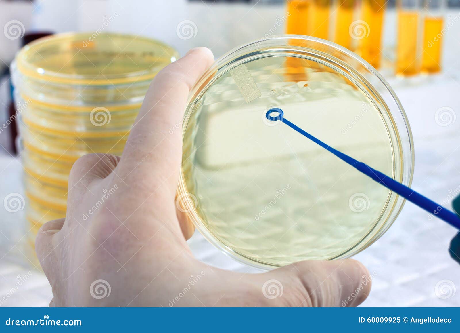A Scientist S Hand Holding a Petri Dish and Loopful Stock Image Image