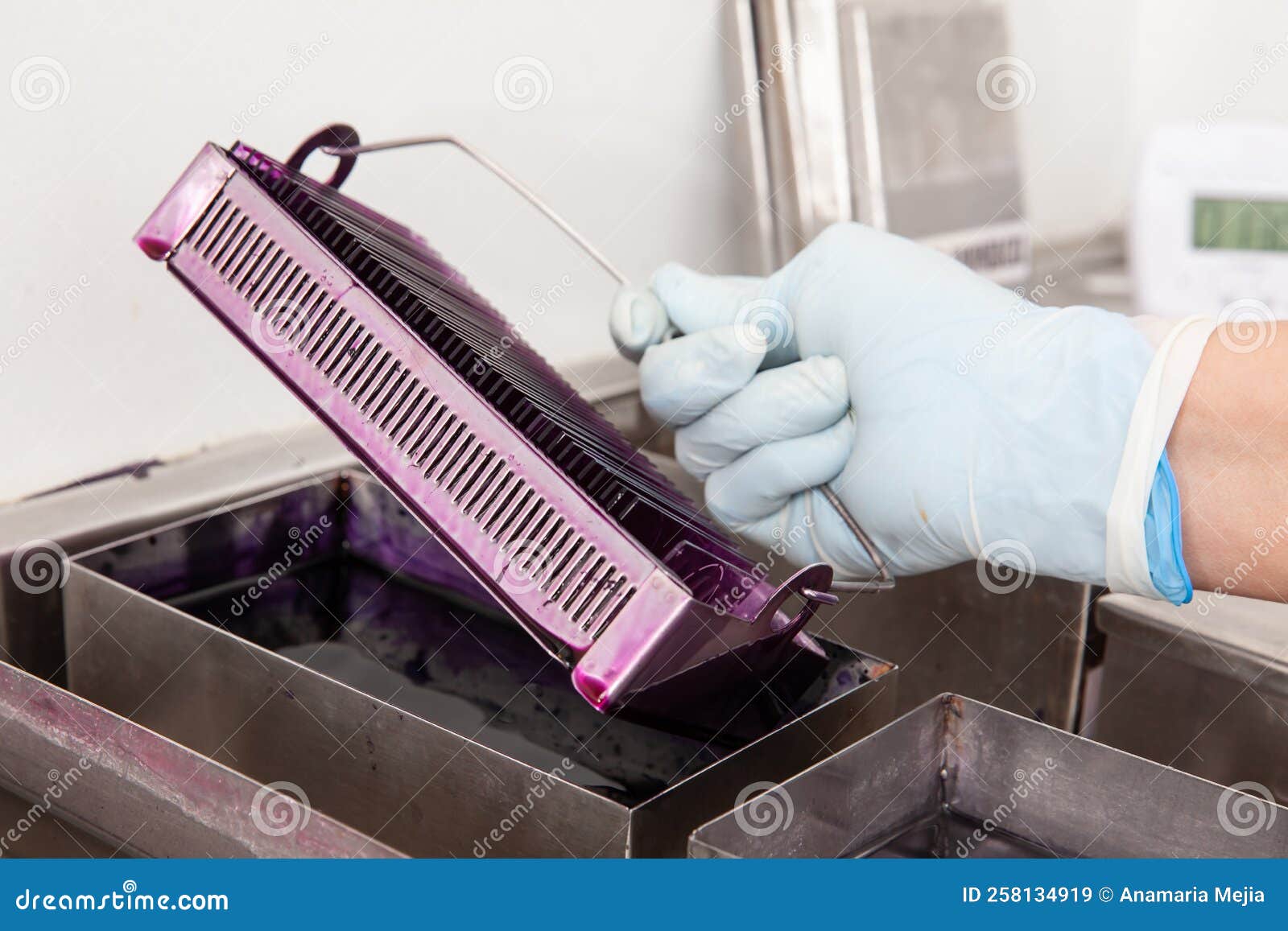 scientist staining microscope slides for cytology studies in the laboratory