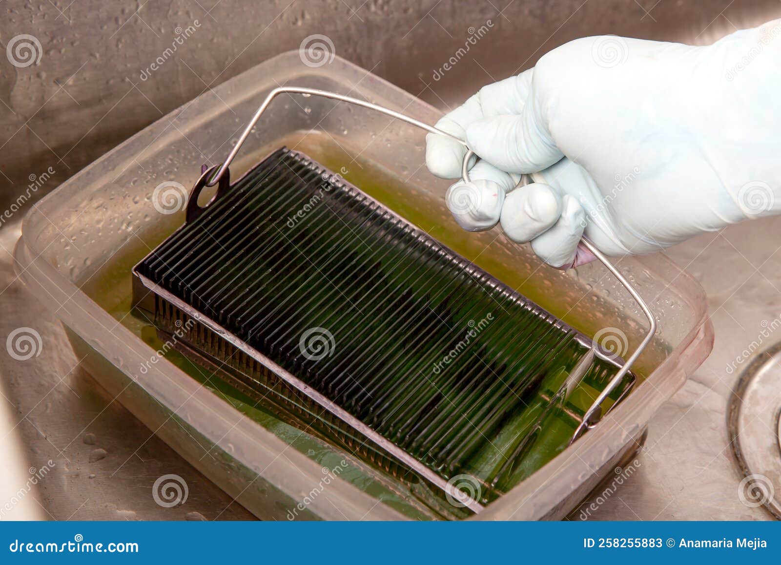 Scientist Staining Microscope Slides for Cytology Studies in the Laboratory Stock Image Image
