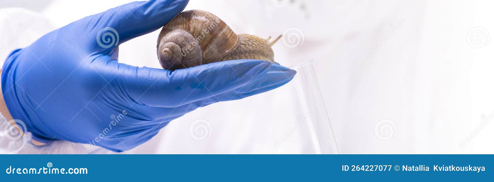 A Scientist Takes Mucin from a Snail in a Test Tube. Study of the