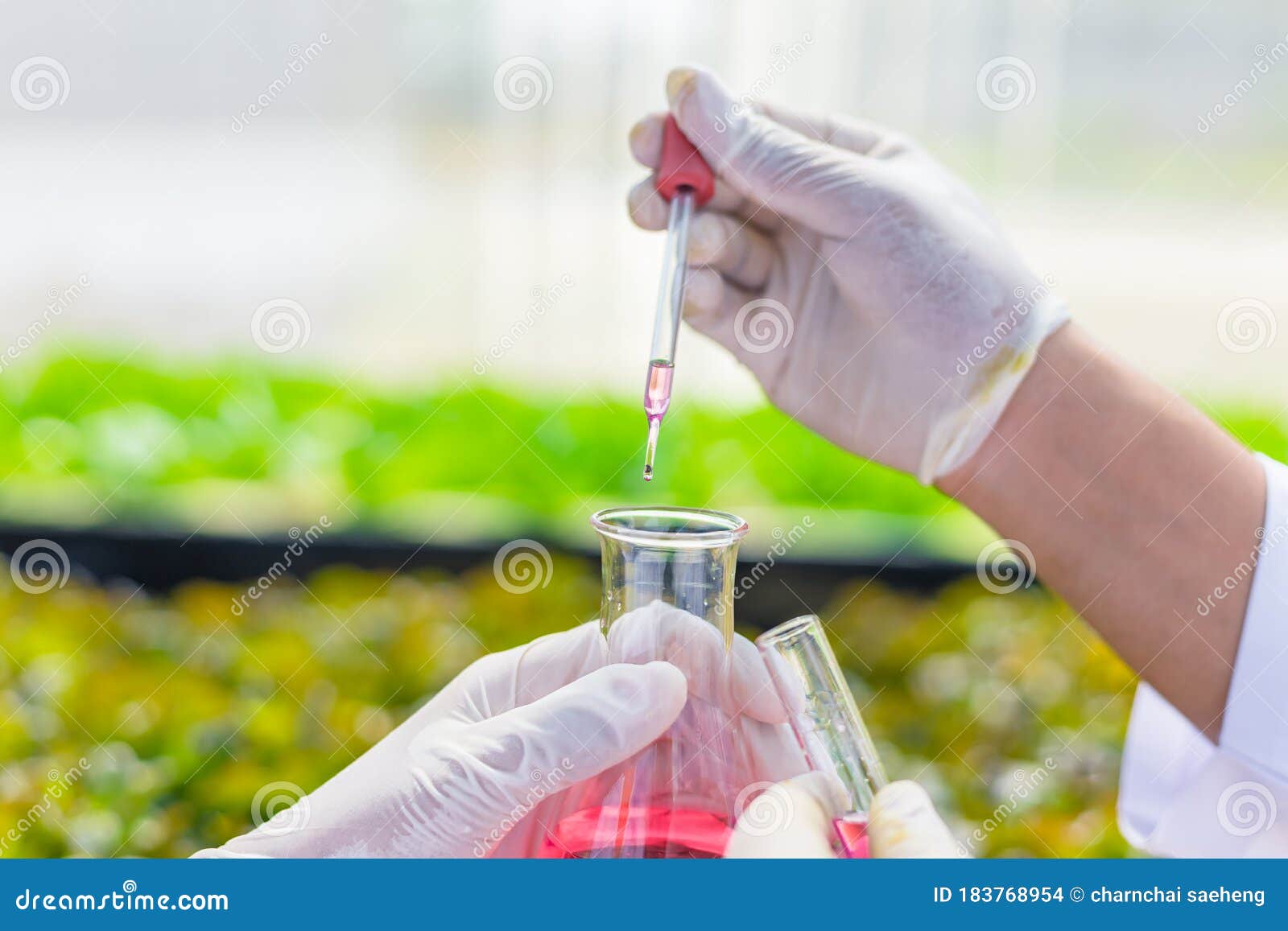 scientists test the solution, chemical inspection, check freshness  at organic, hydroponic farm