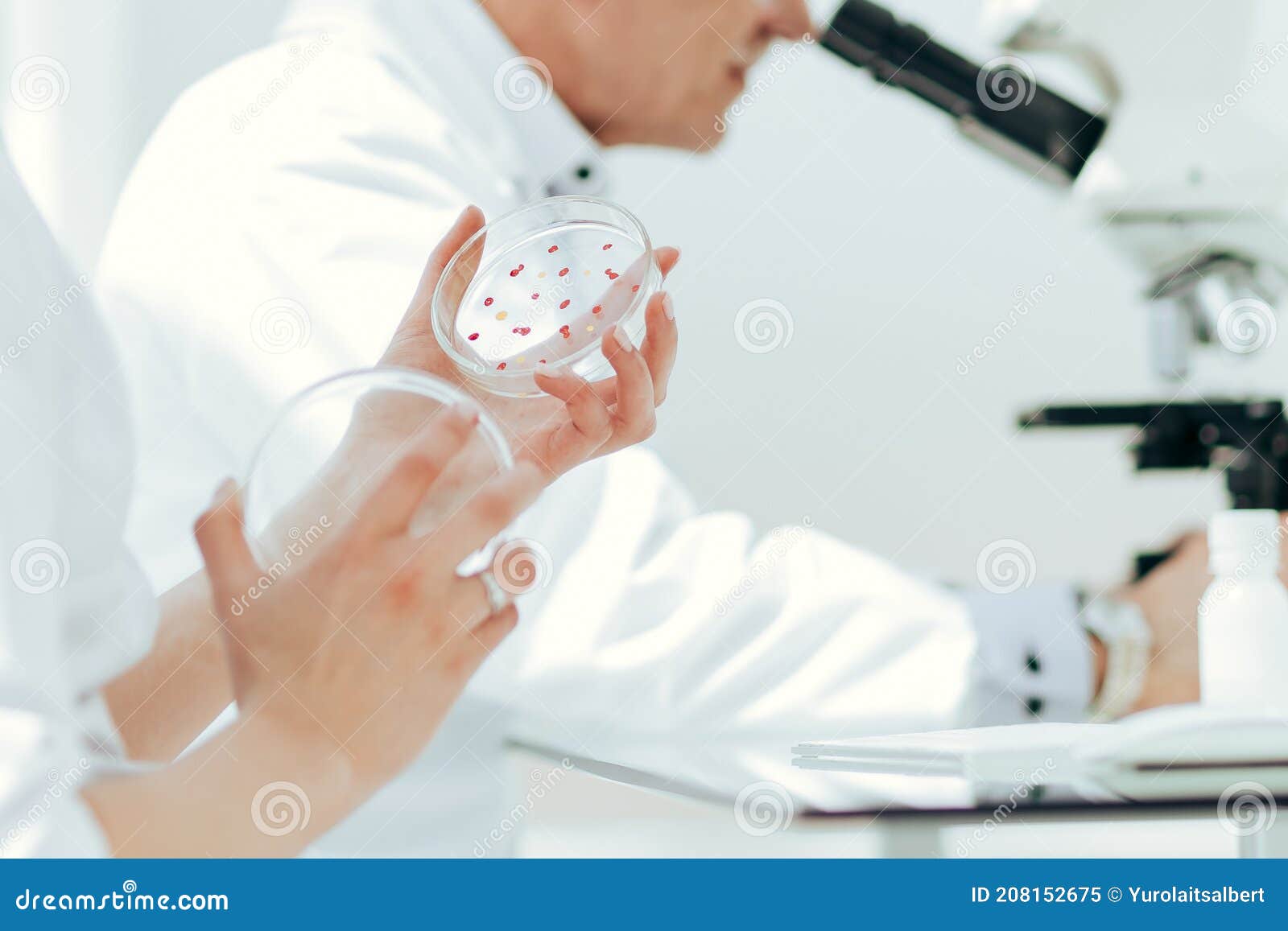 Scientists Using a Microscope To Study Bacteria in a Petri Dish. Stock
