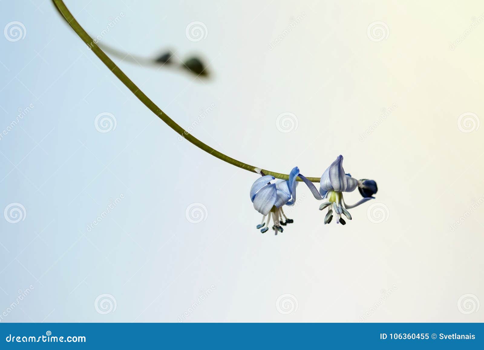 Scilla Siberica 西伯利亚海葱 木海葱是开花植物家庭在浅兰的天门冬科特写镜头的种类库存图片 图片包括有萼片 锡拉 Scilla Siberica 西伯利亚海葱 木海葱是开花植物家庭在浅兰的天门冬科特写镜头的种类库存图片 图片包括有萼片 锡拉