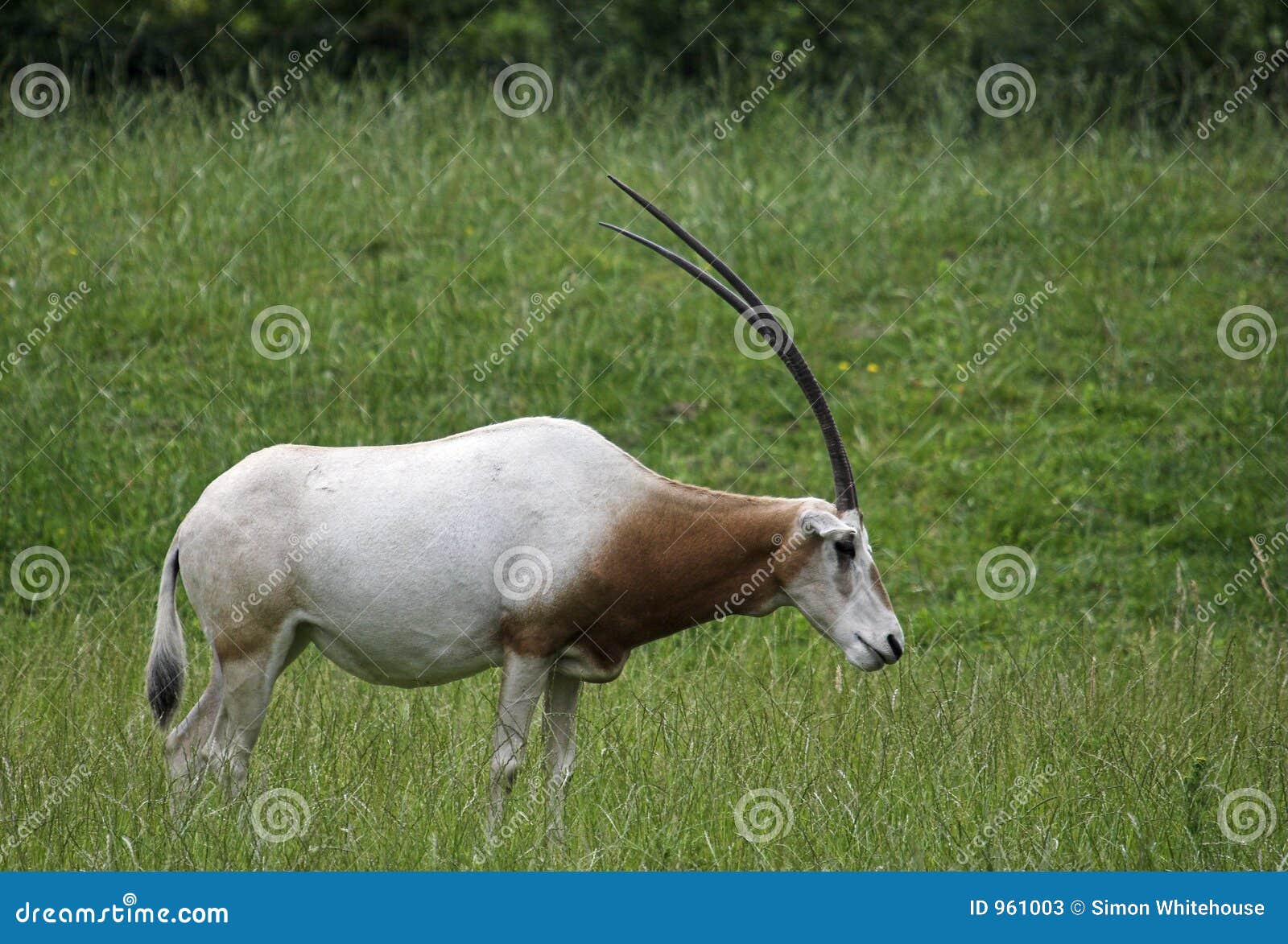 One Horned Oryx Stock Photo 43572810