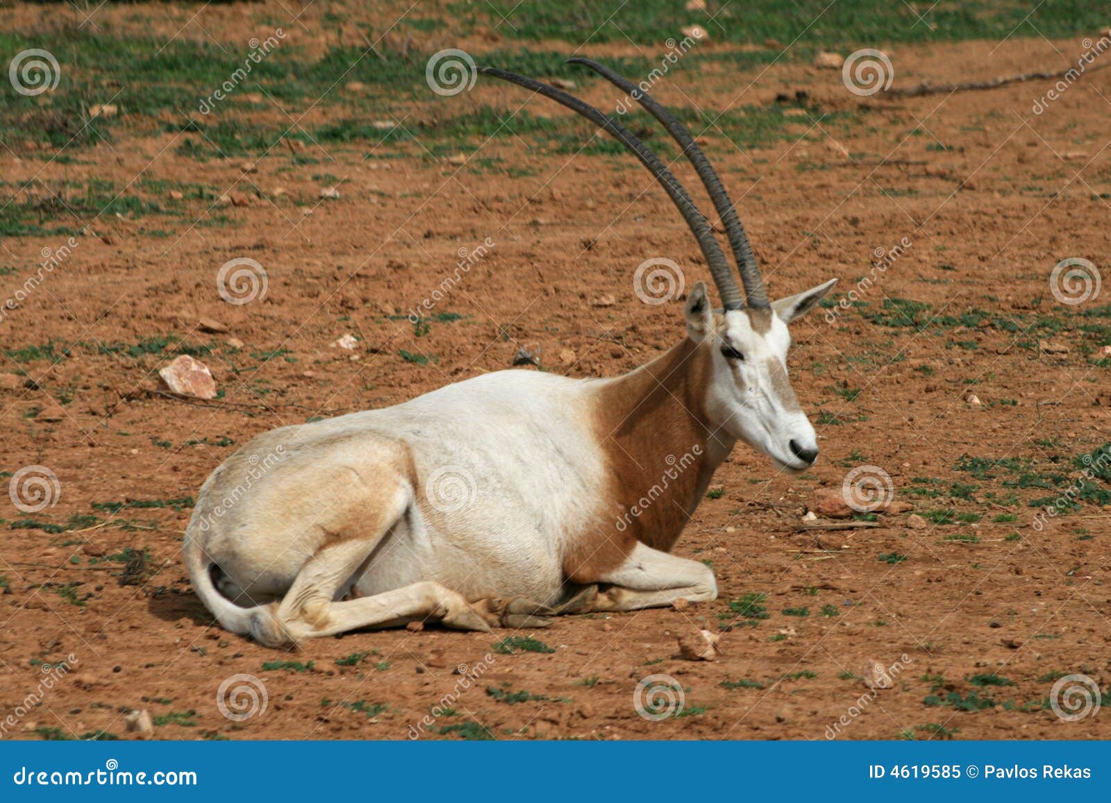 One Horned Oryx Stock Photo 43572810
