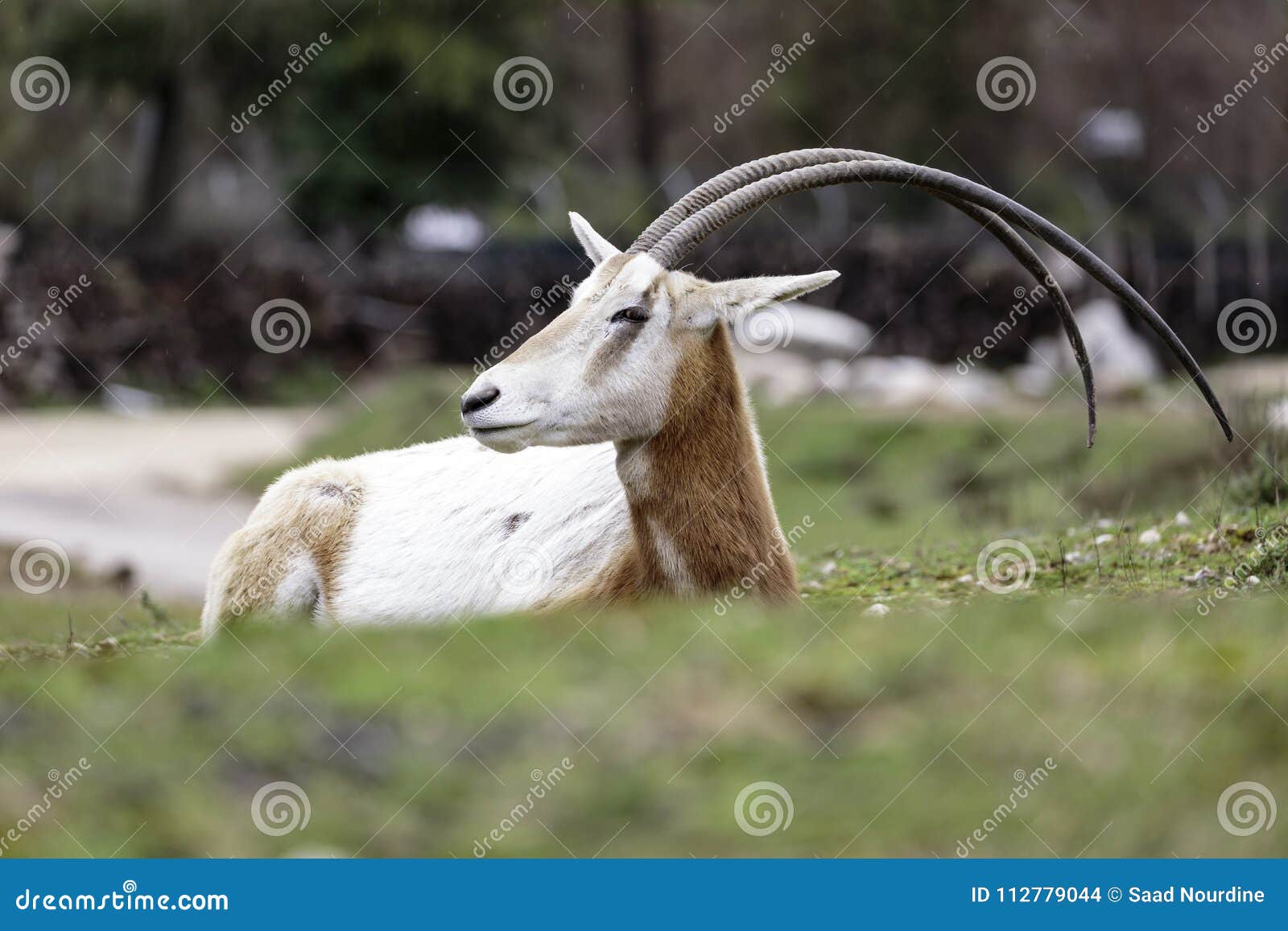 the scimitar oryx or scimitar-horned oryx oryx dammah