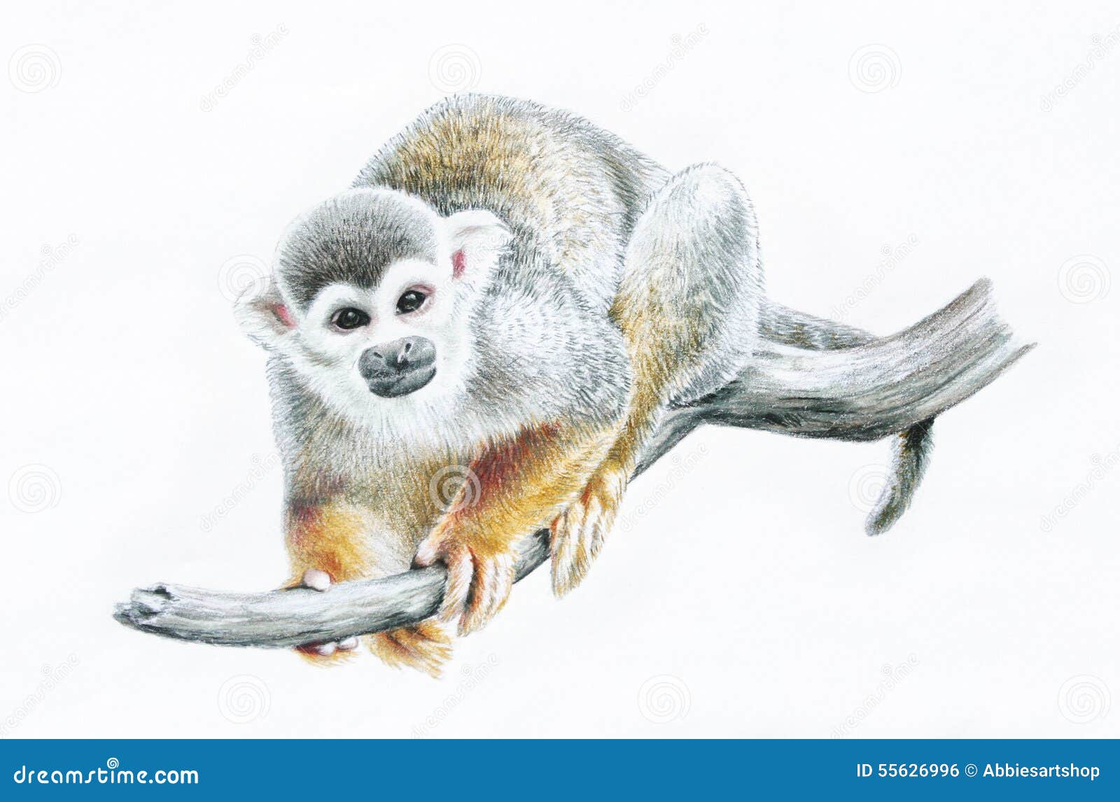 Scimmia scoiattolo sul ramo illustrazione animale della matita di colore dello zoo