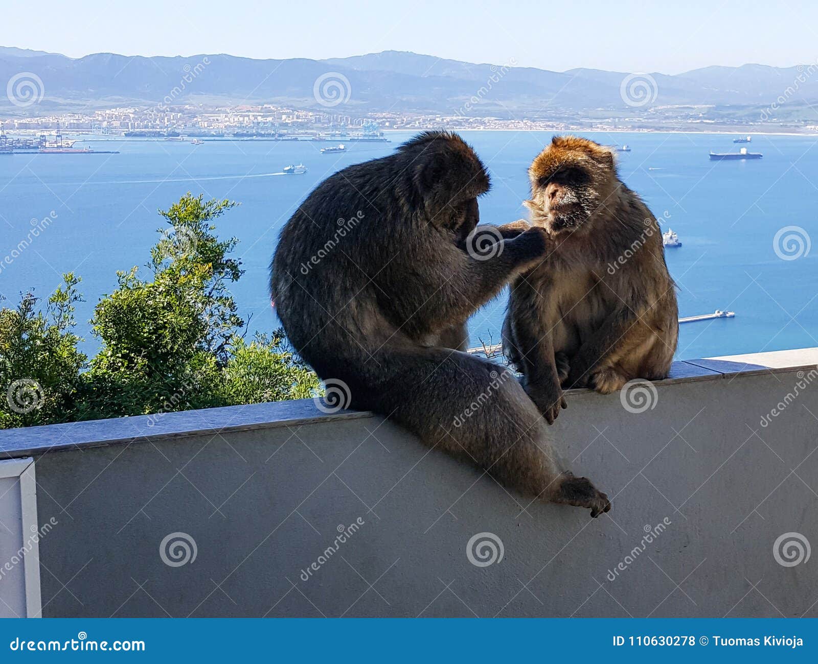 Scimmie Di Macaco Di Barbary Che Si Siedono Su Un Recinto, Gibilterra Con  Il Mare Un Giorno Soleggiato Fotografia Stock - Immagine di montagna,  animale: 110630278