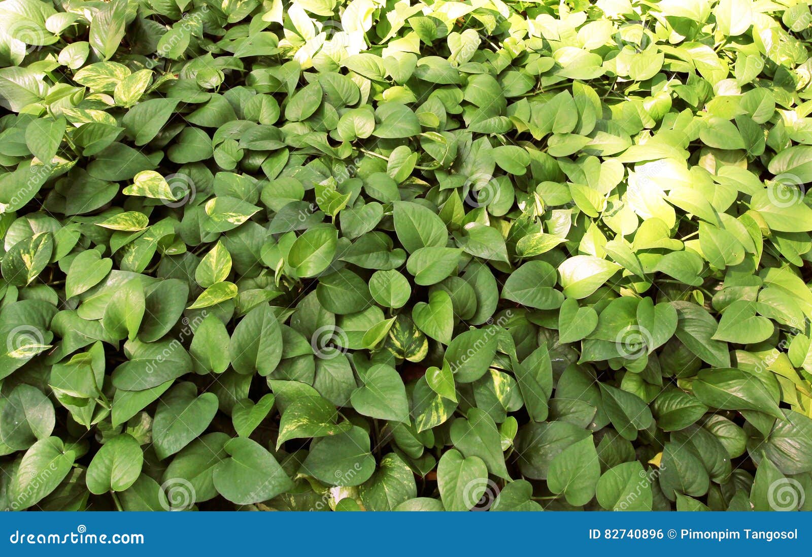 scindapsus aureus eagler plant
