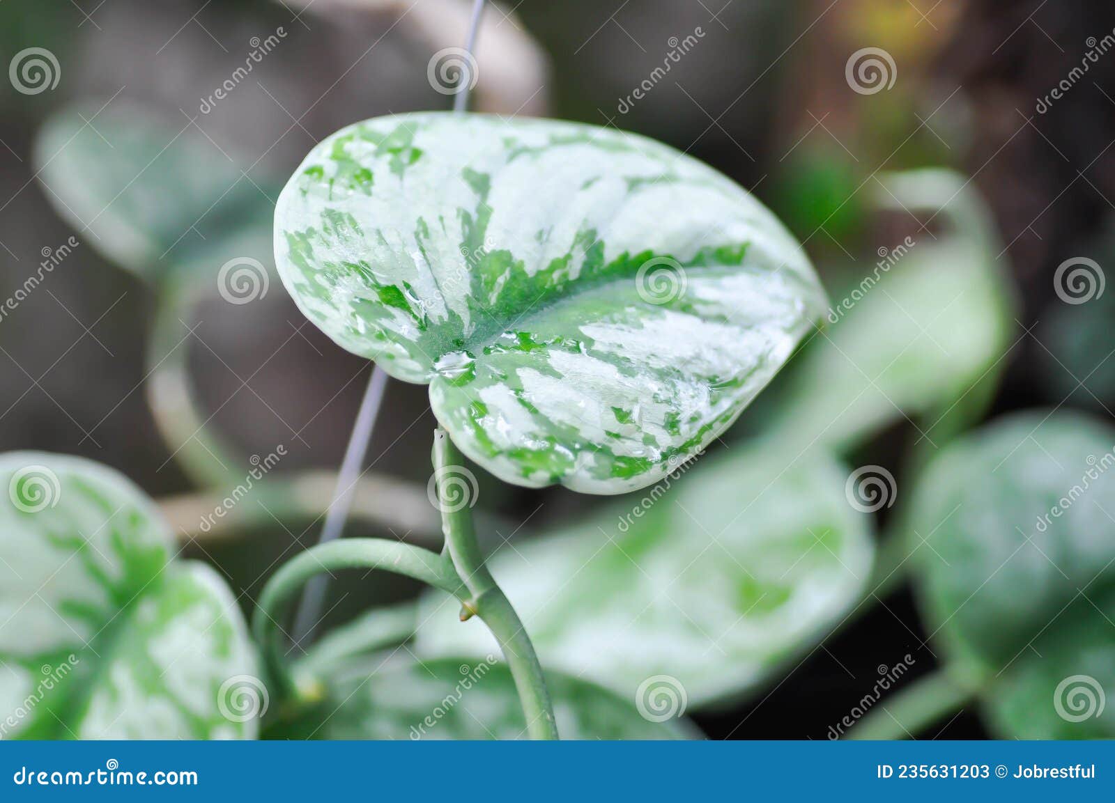 scindapsus pictus exotica or scindapsus pictus plant