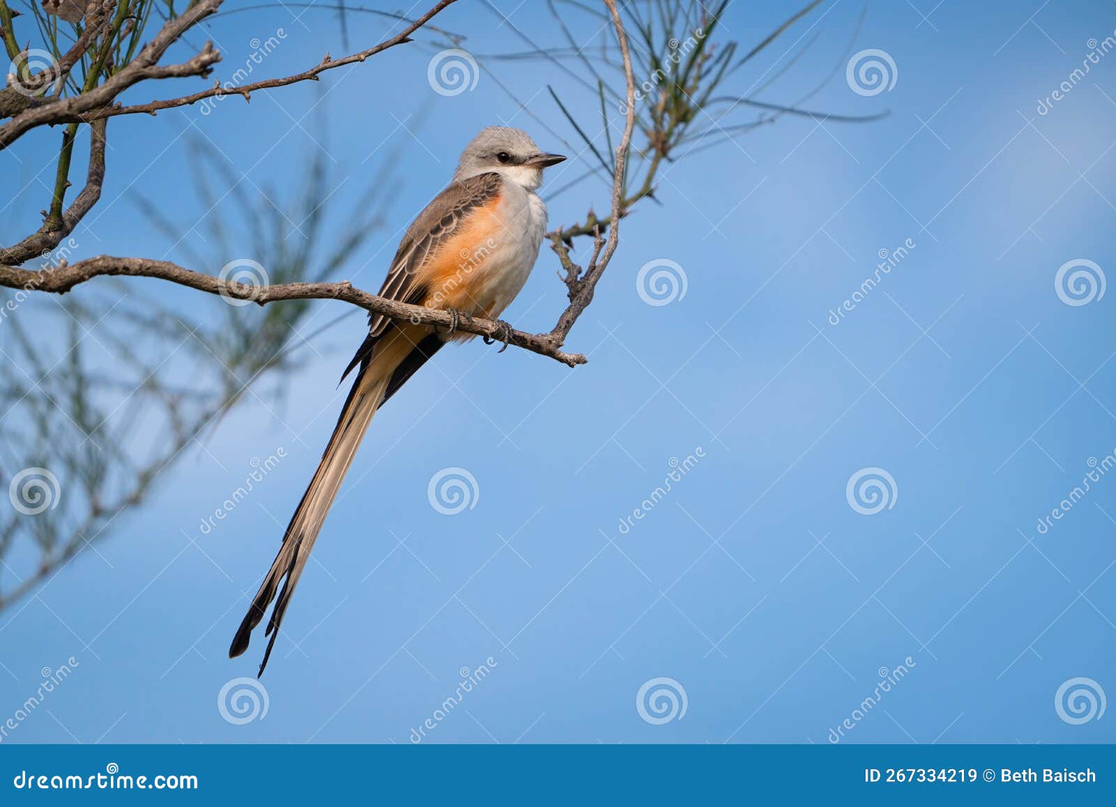 scissor-tailed flycatcher at mitchell lake, texas