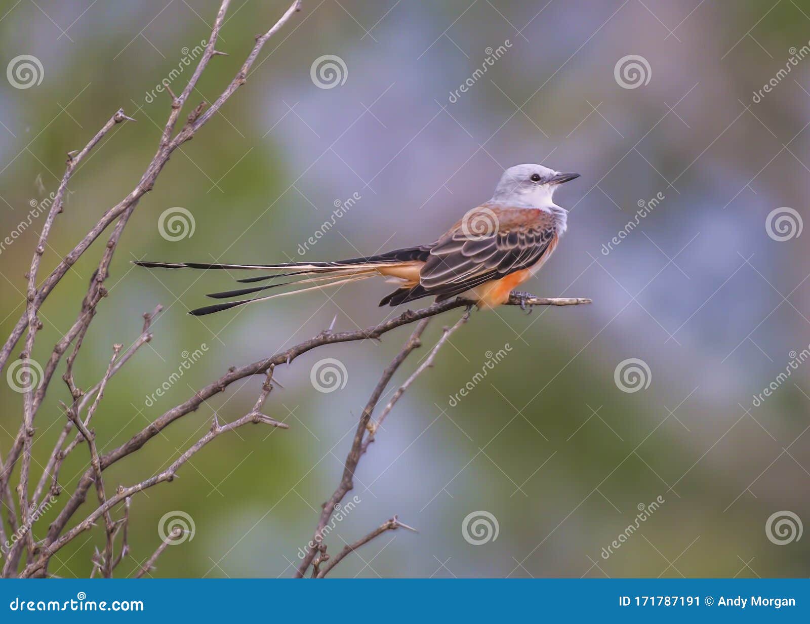 scissor-tailed flycatcher bird