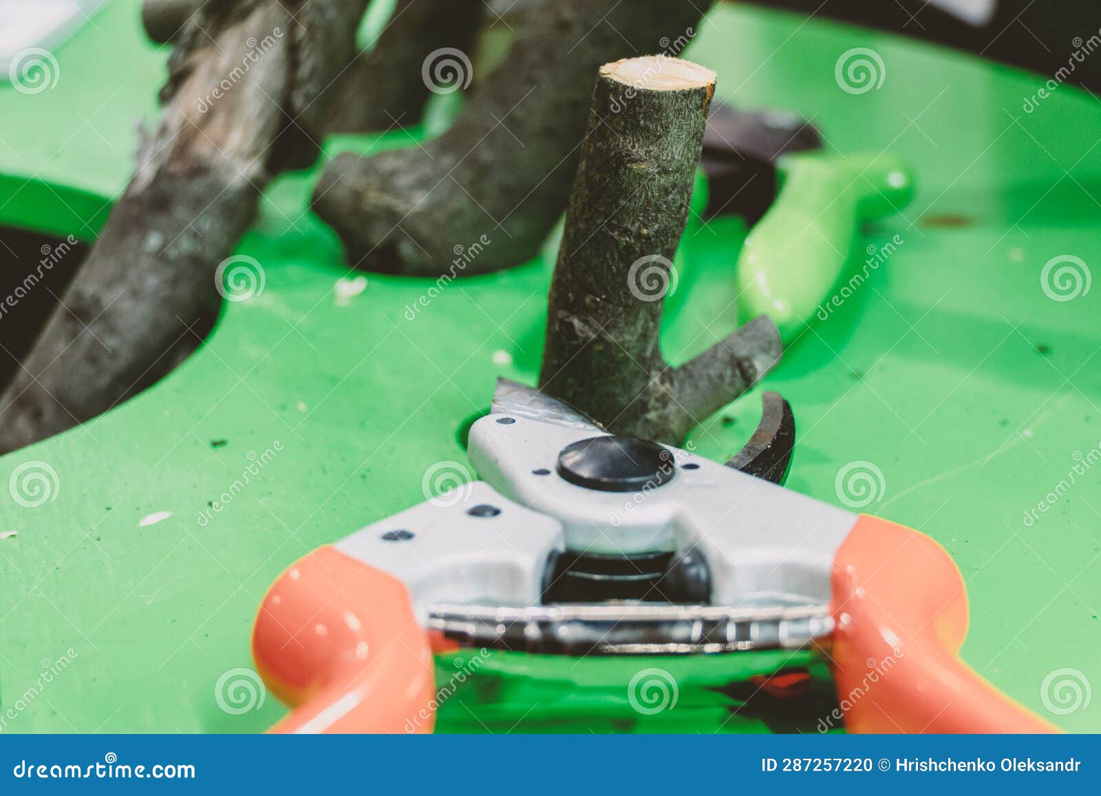 Scissors for Branches of Trees and Bushes Stock Photo Image of trees, plants 287257220