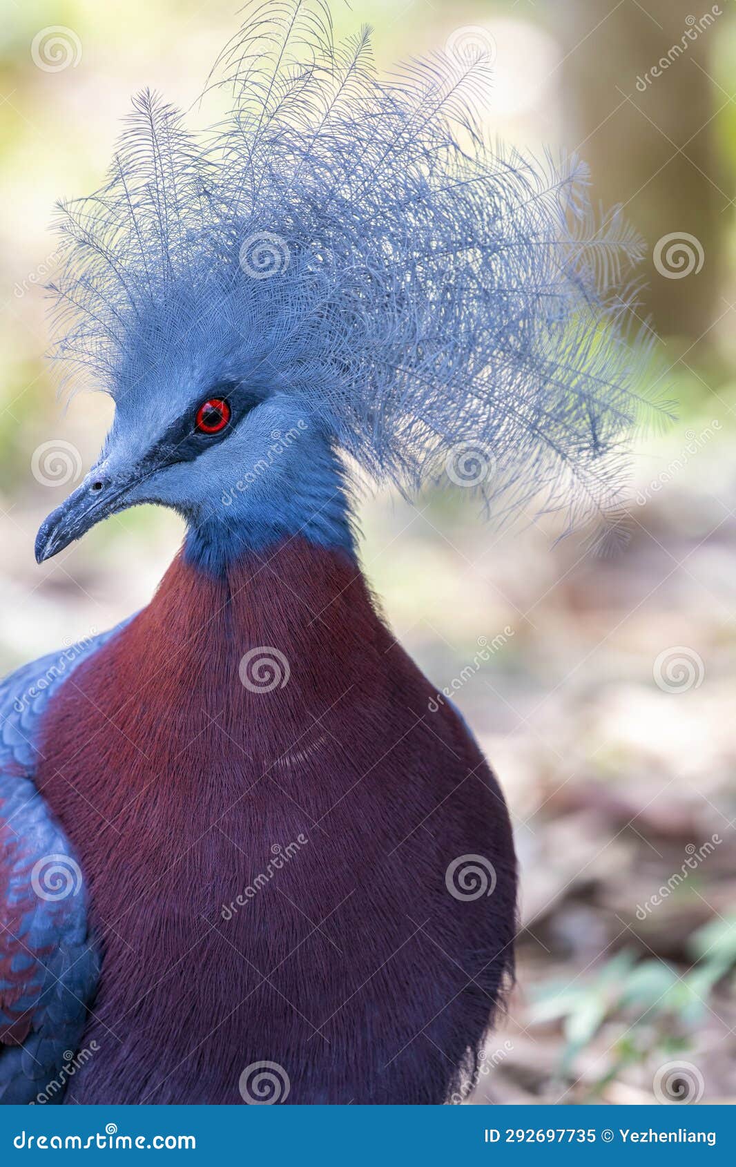 sclater's crowned pigeon (goura sclaterii)